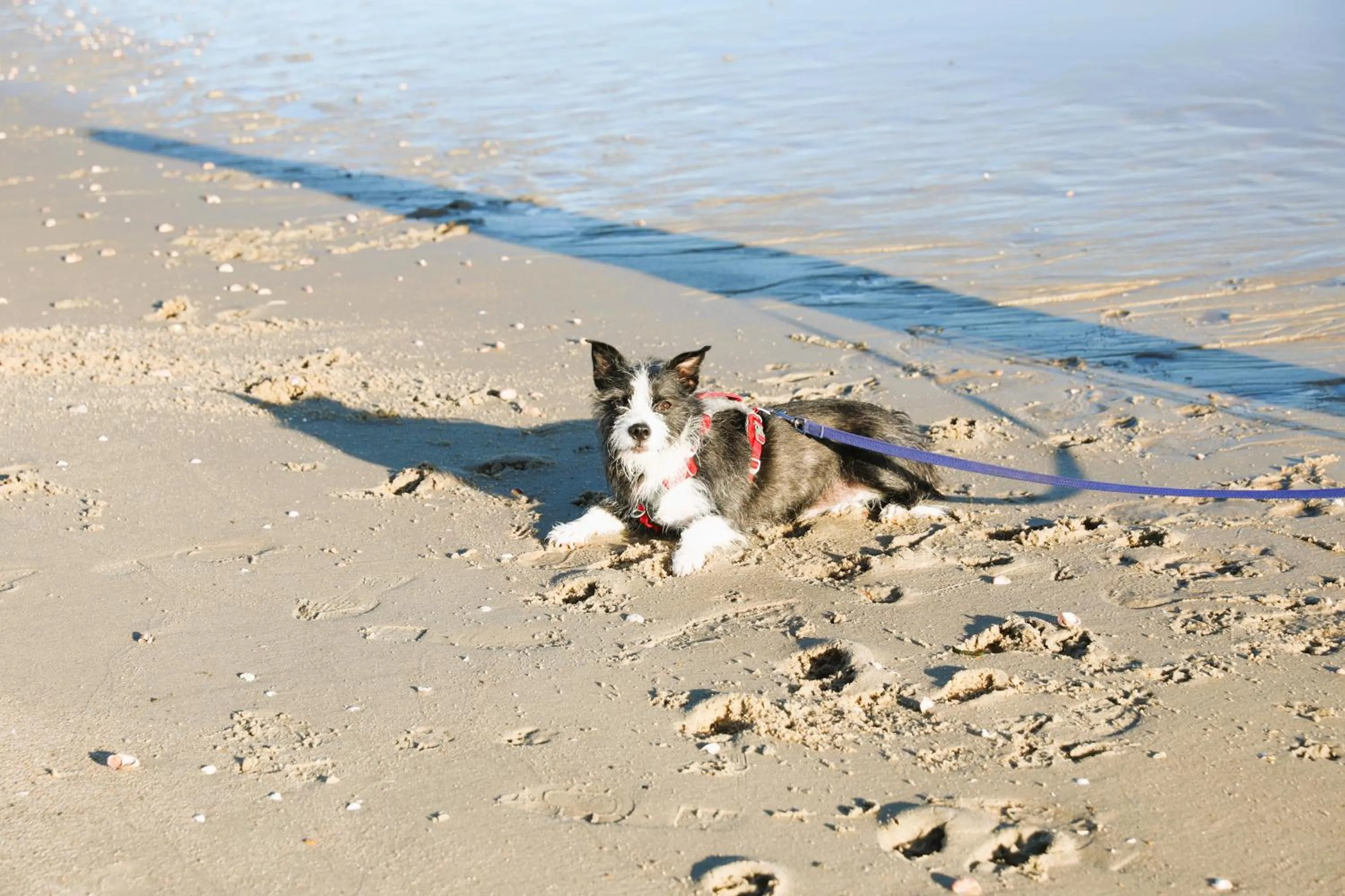Beach in Seashell Motel