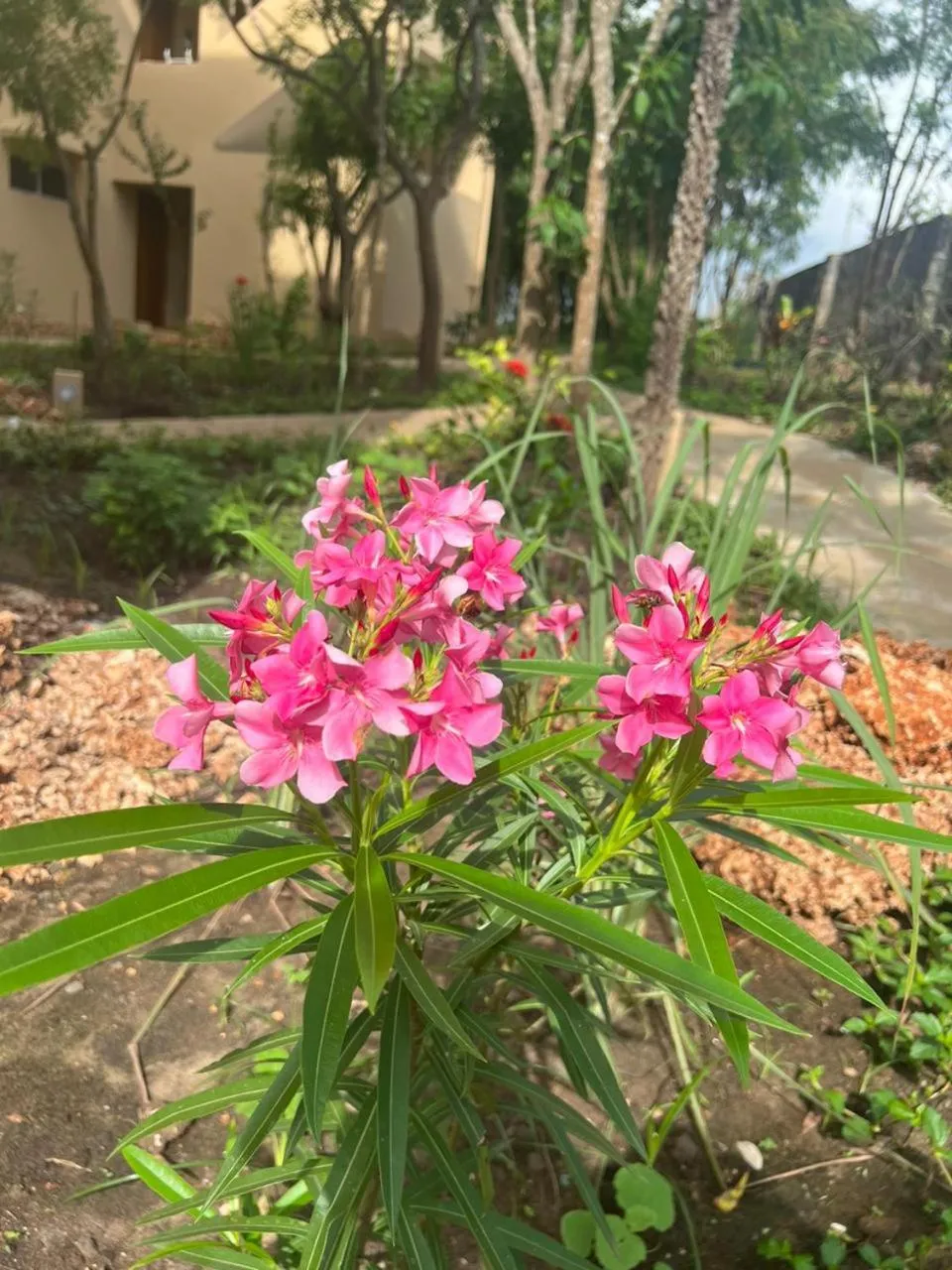 Garden in Tombo House