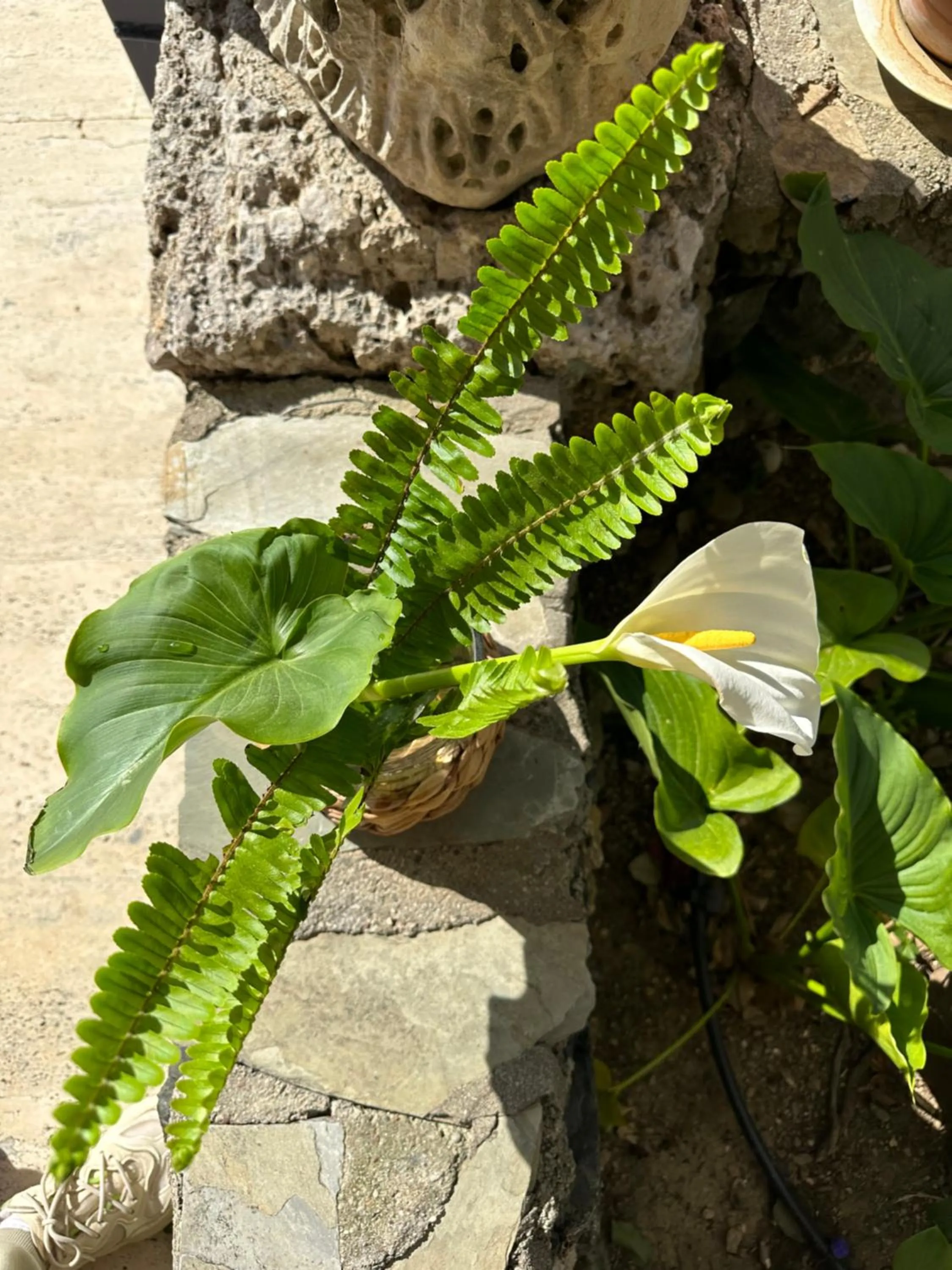 Day in NATURELLA APART HOTEL