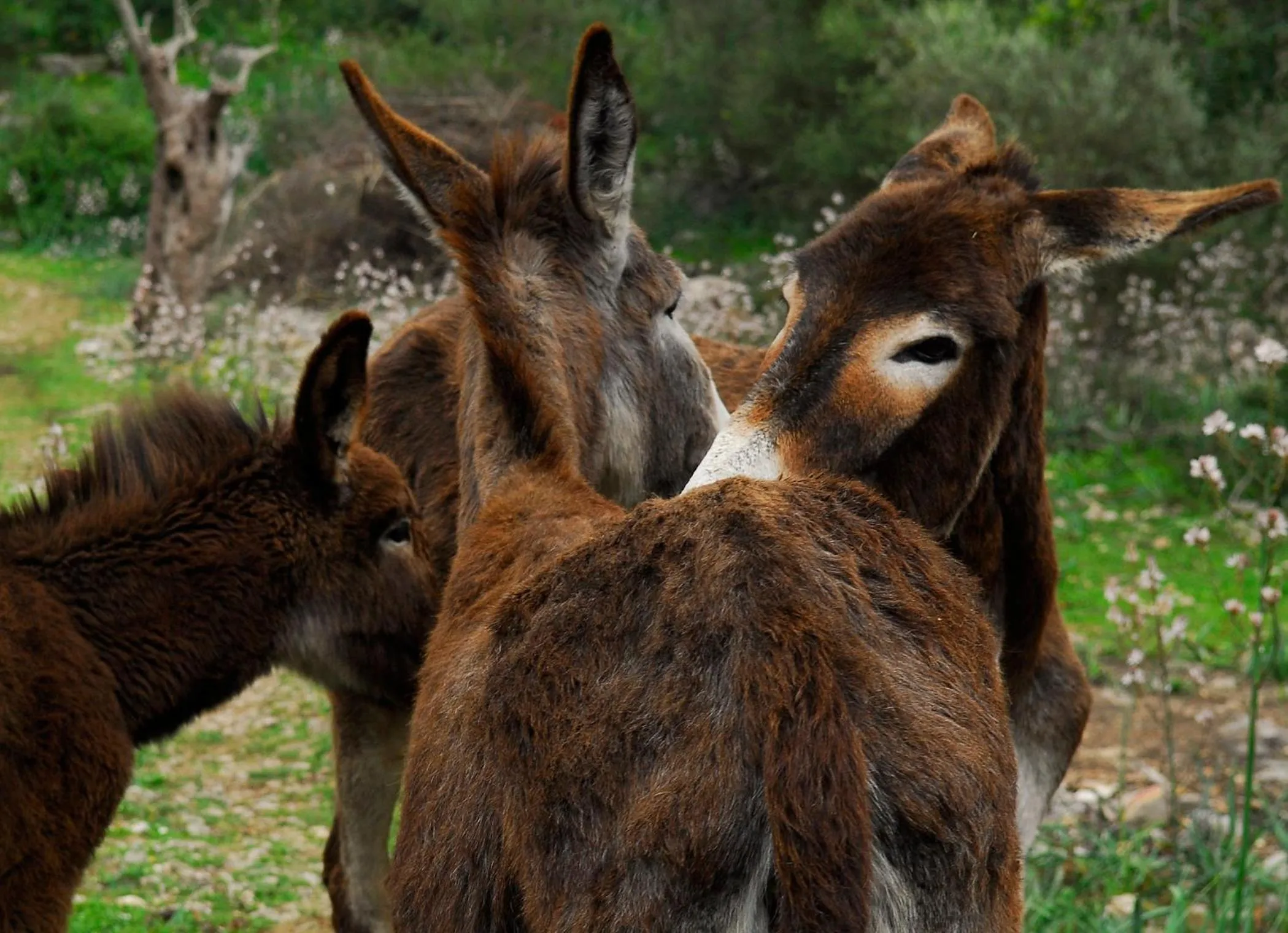 Alaró Natura Rural Suites