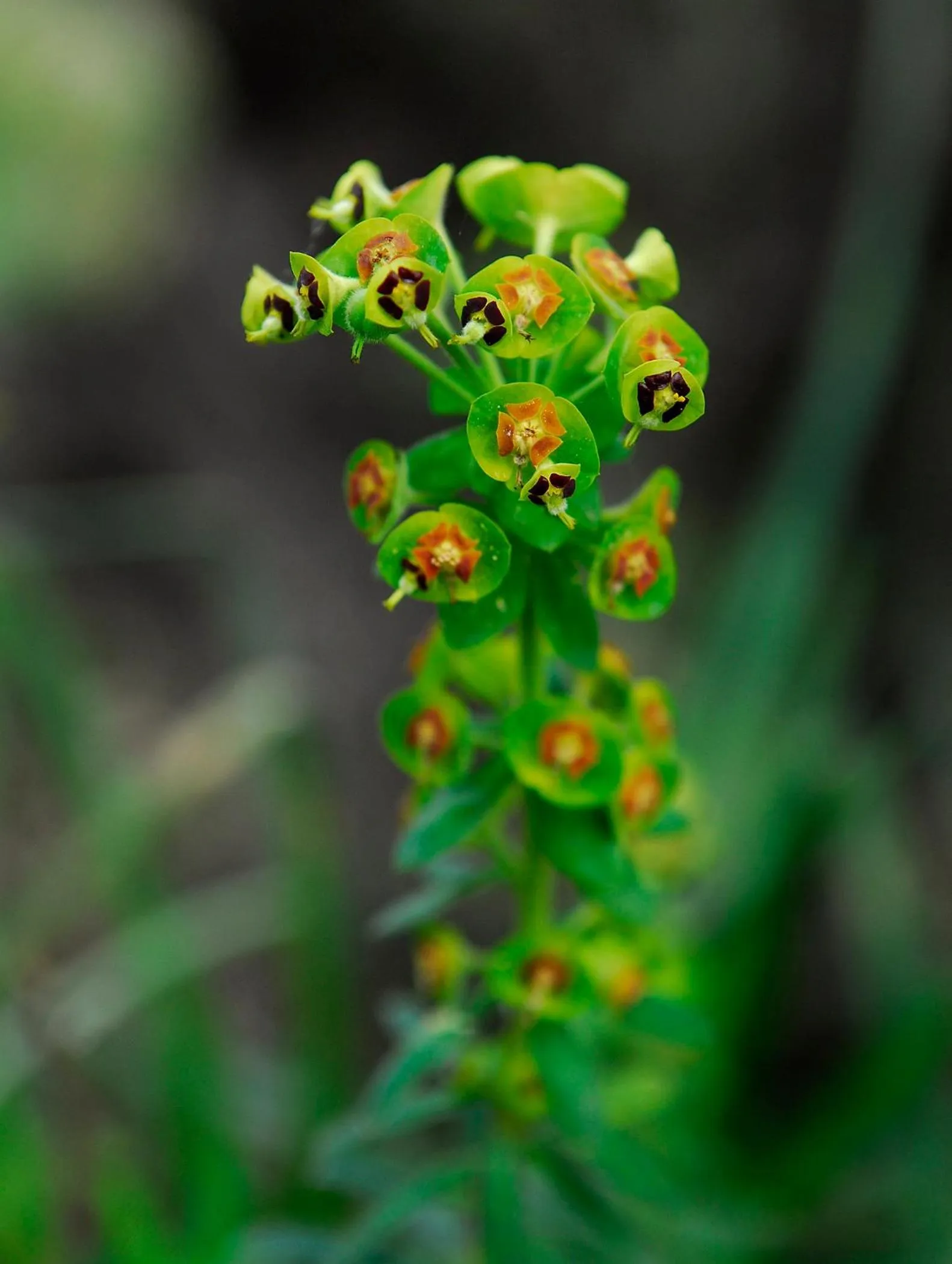 Alaró Natura Rural Suites