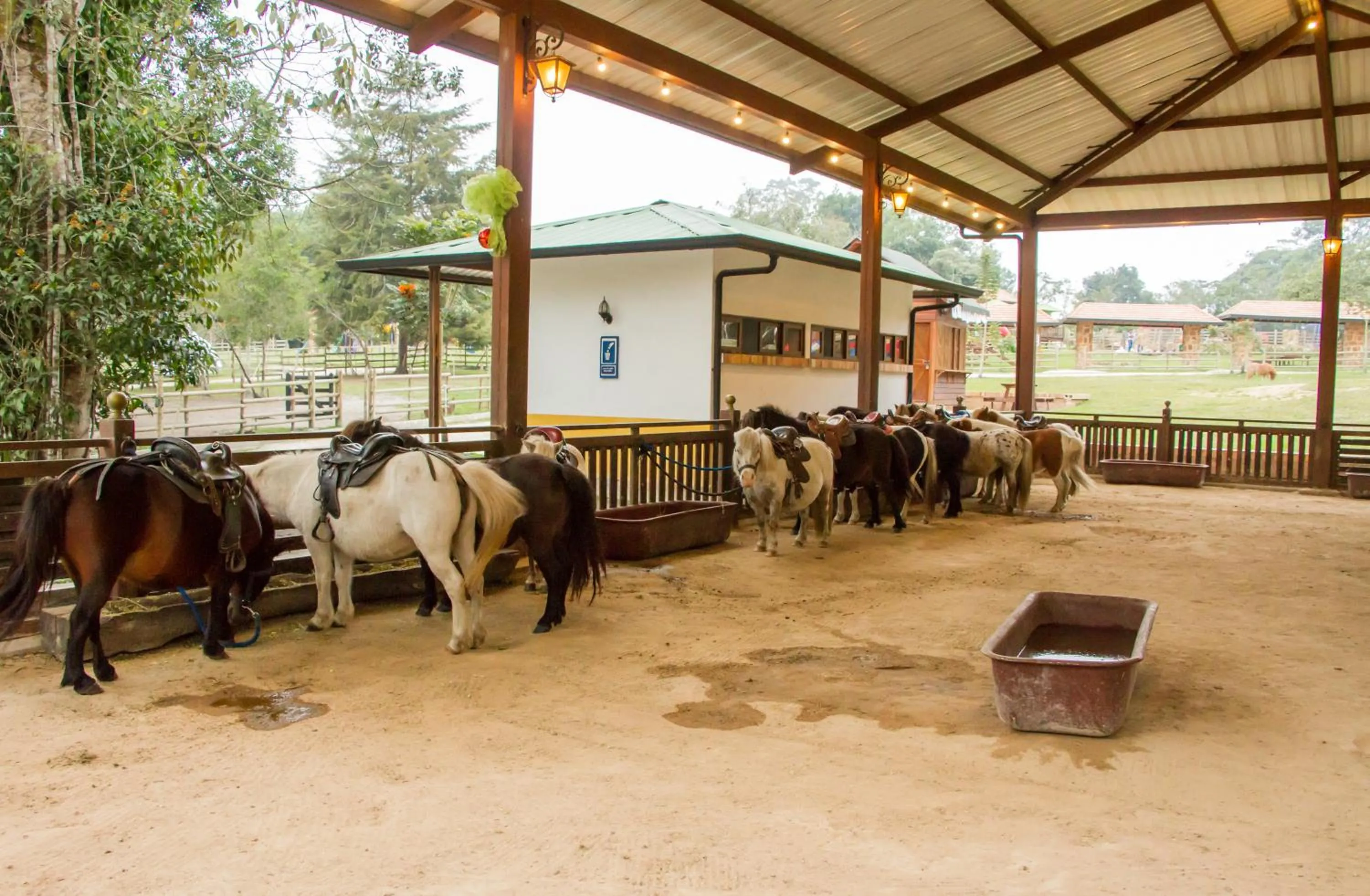 Horse-riding in Hotel Mesa De Los Santos