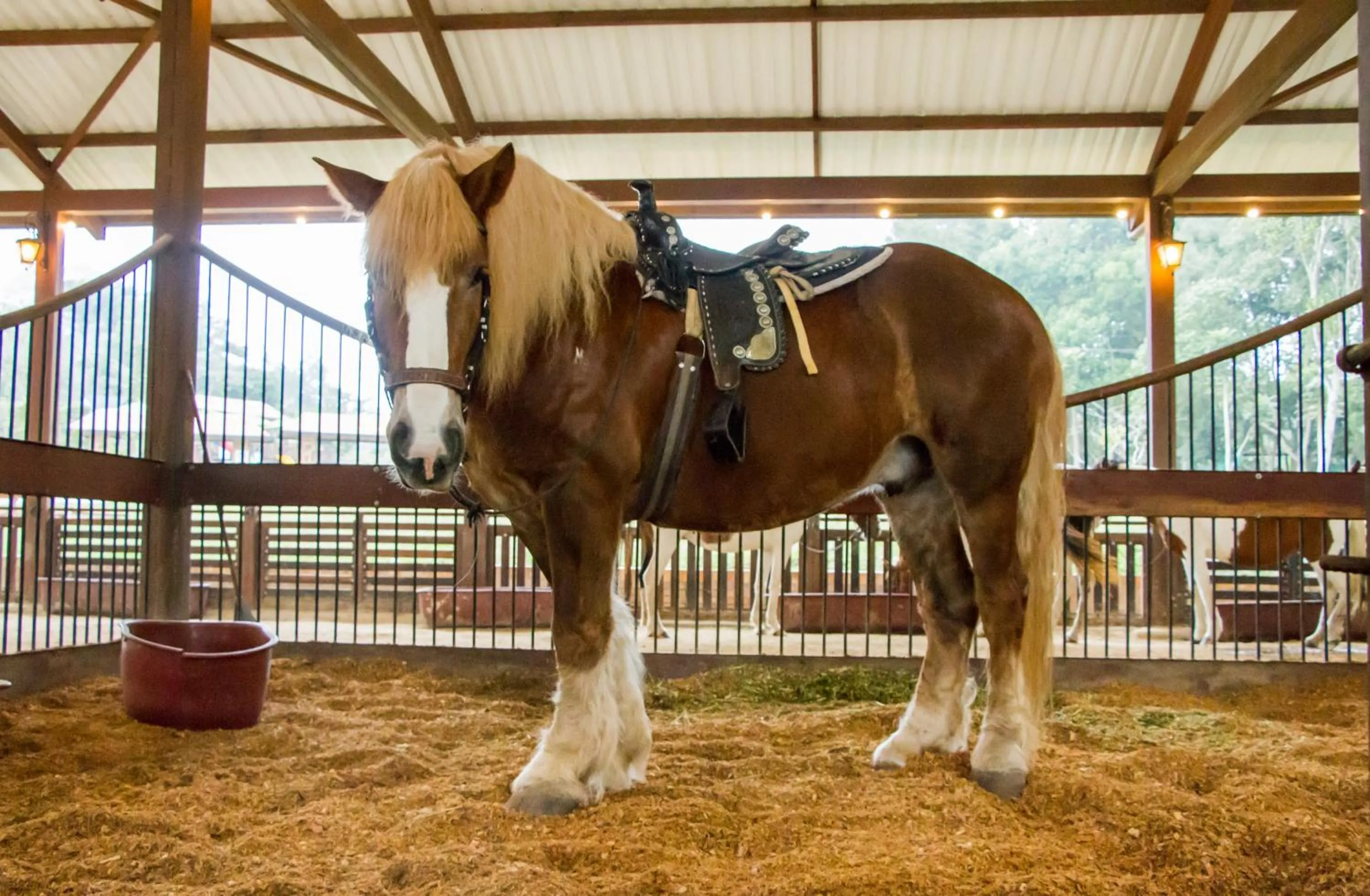 Horse-riding in Hotel Mesa De Los Santos