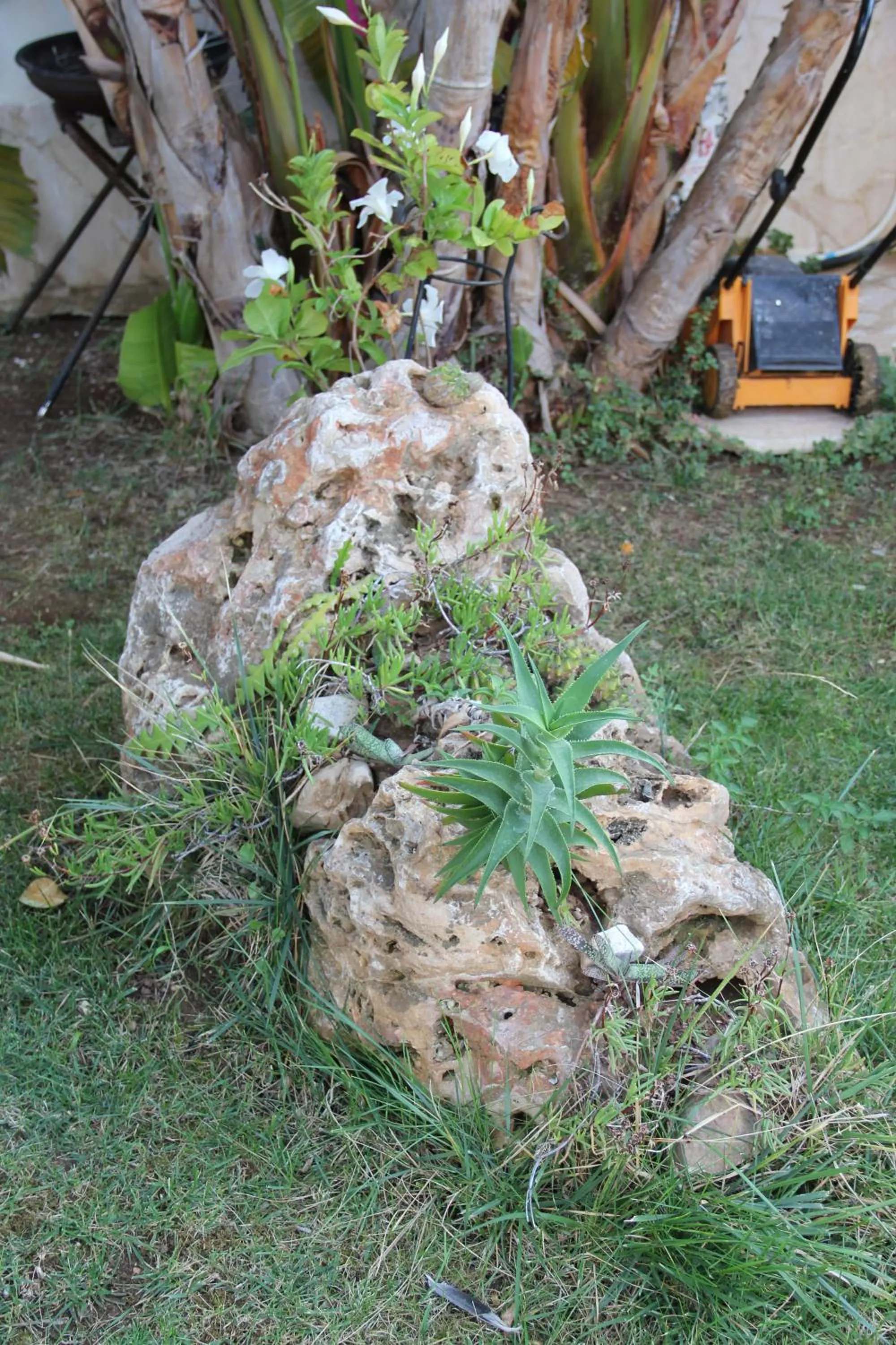 Other in B&B Valentino