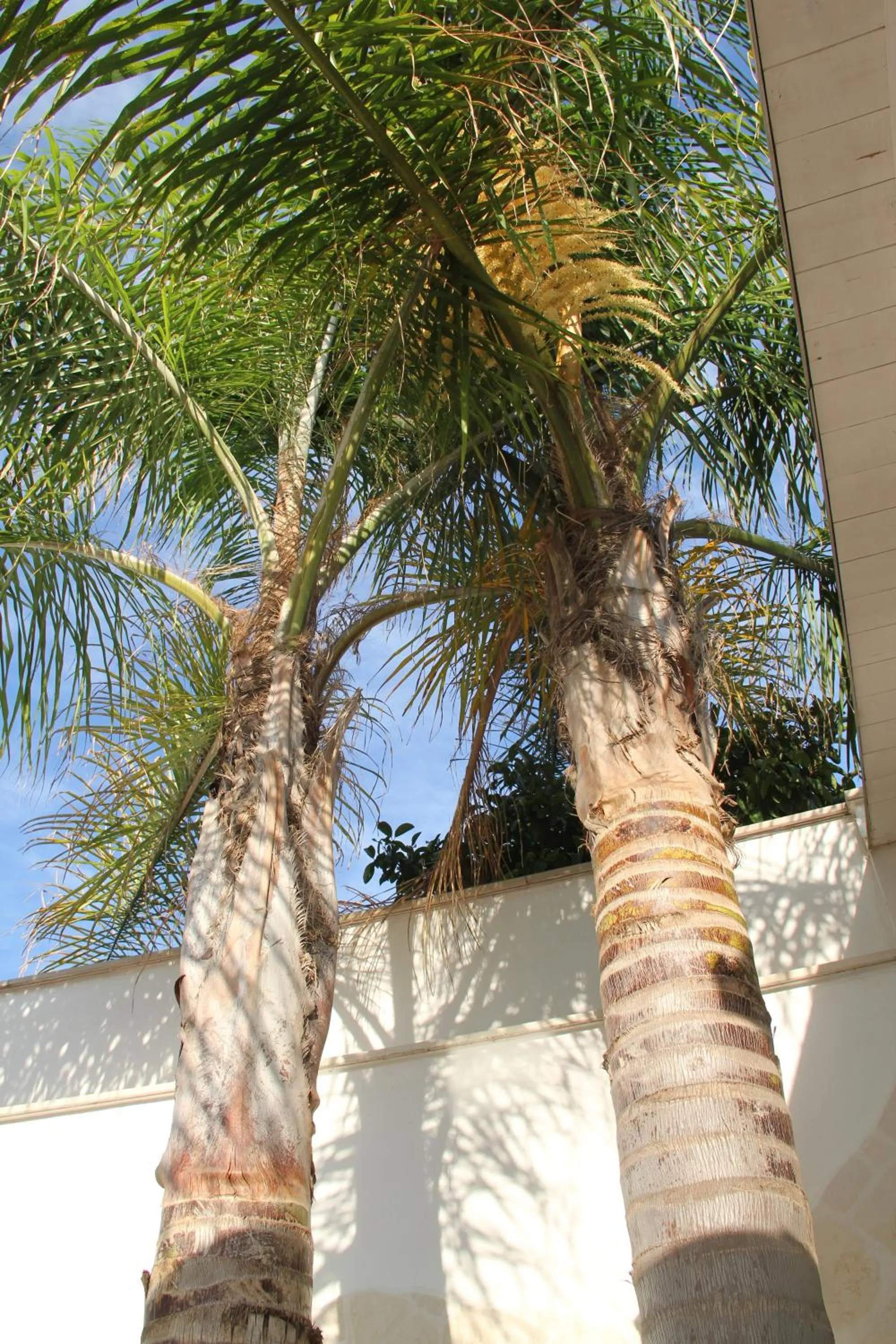 Other in B&B Valentino