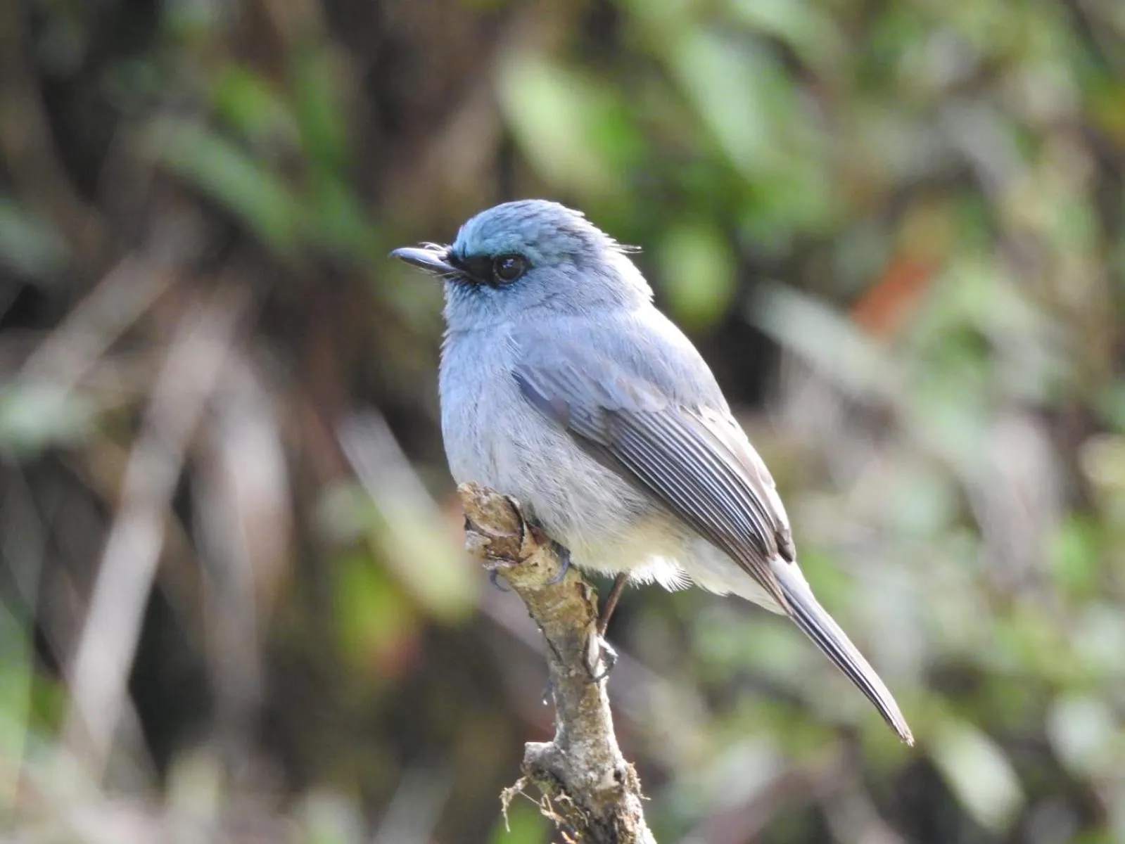 View (from property/room) in Chimneys Nuwara Eliya
