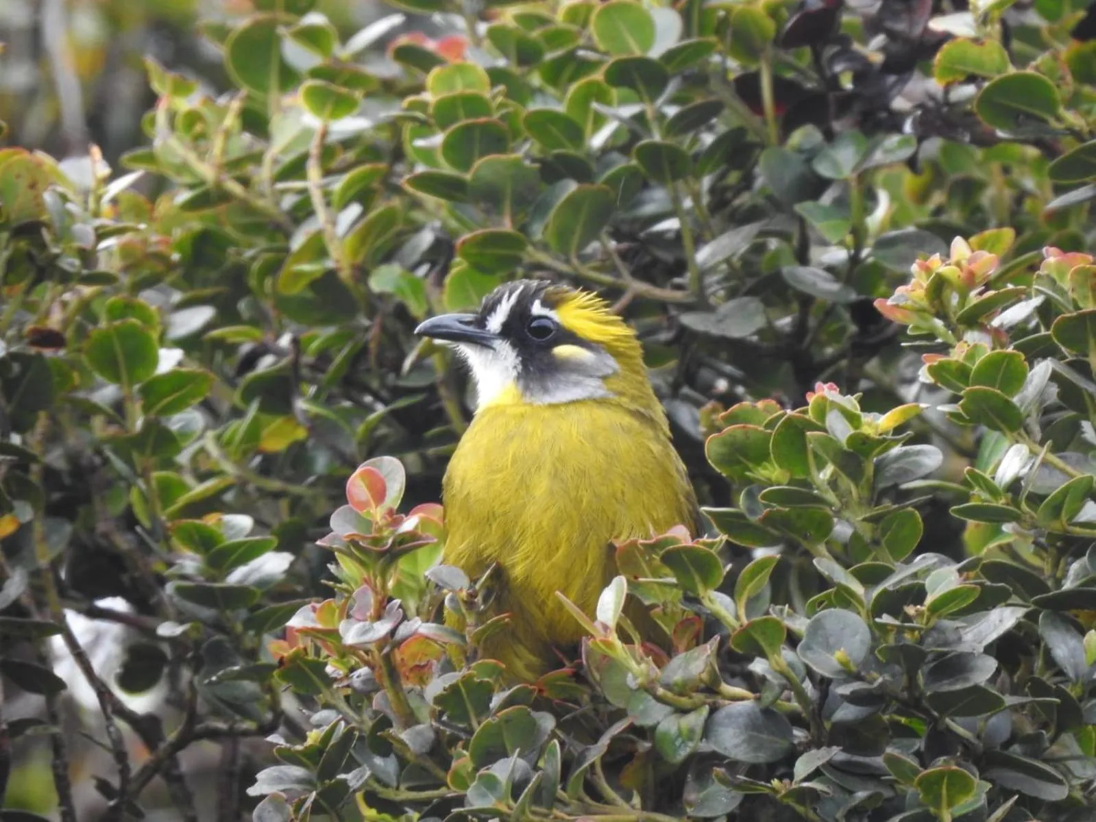 View (from property/room) in Chimneys Nuwara Eliya