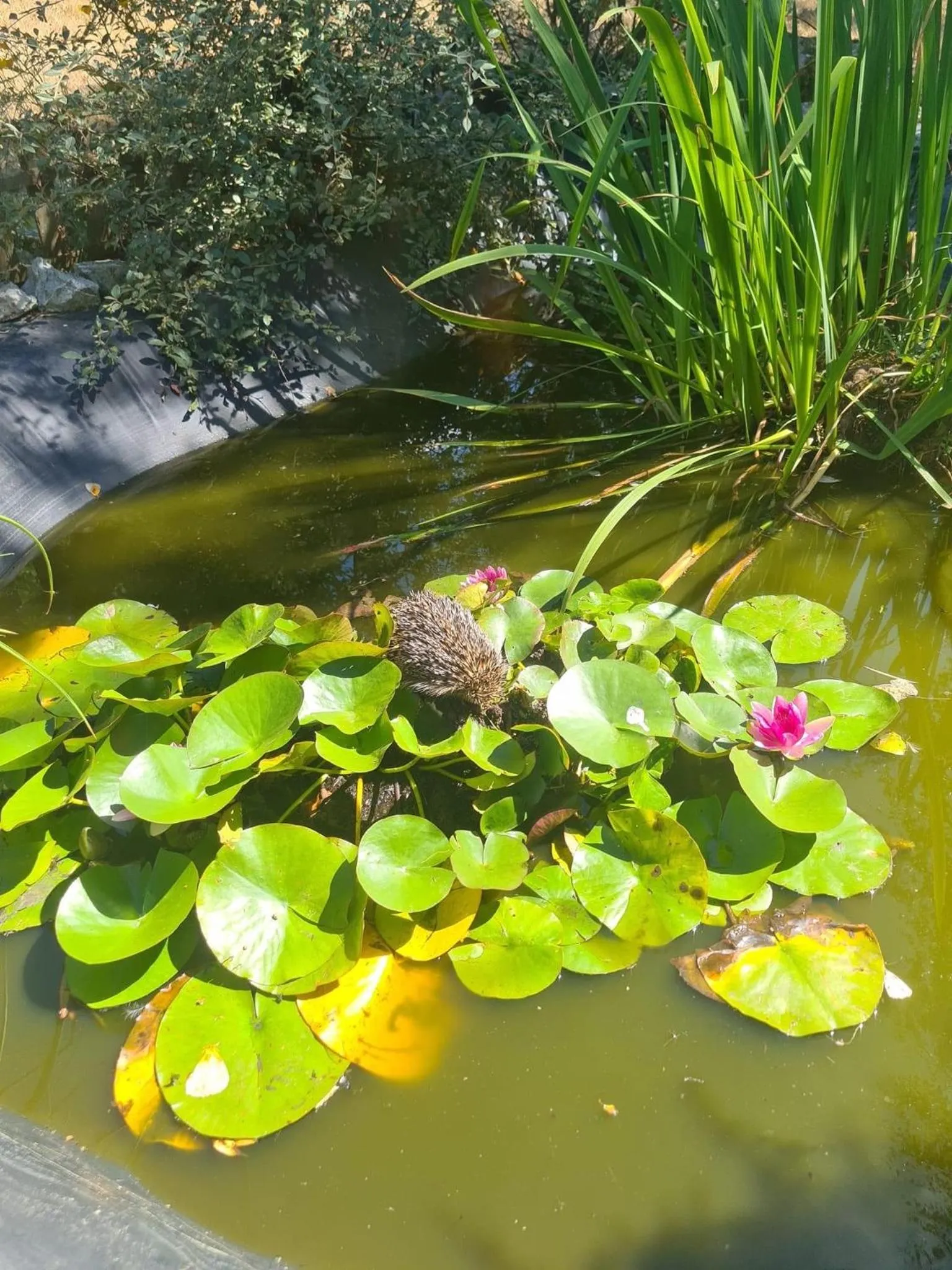 Chambre au Domaine Spa-piscine sauna