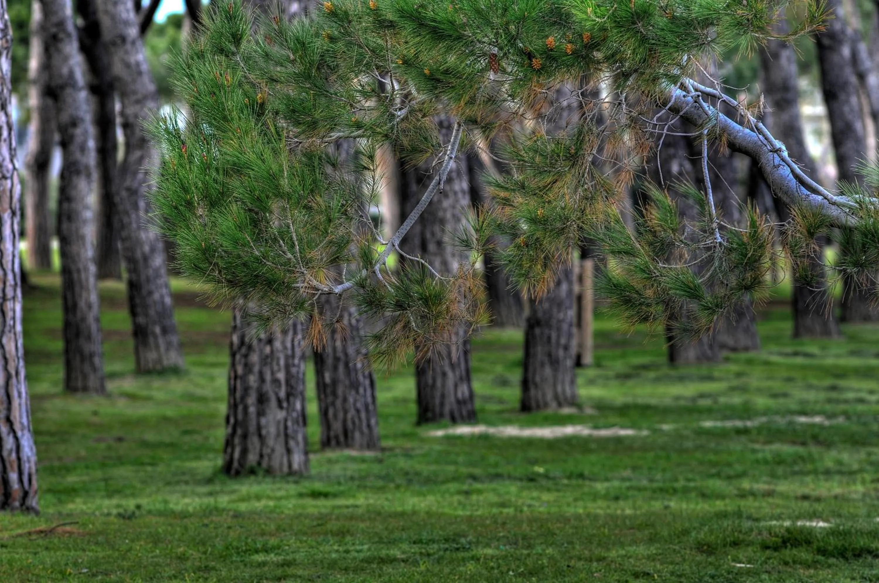 Natural landscape in Hotel Mare Blu -- boutique