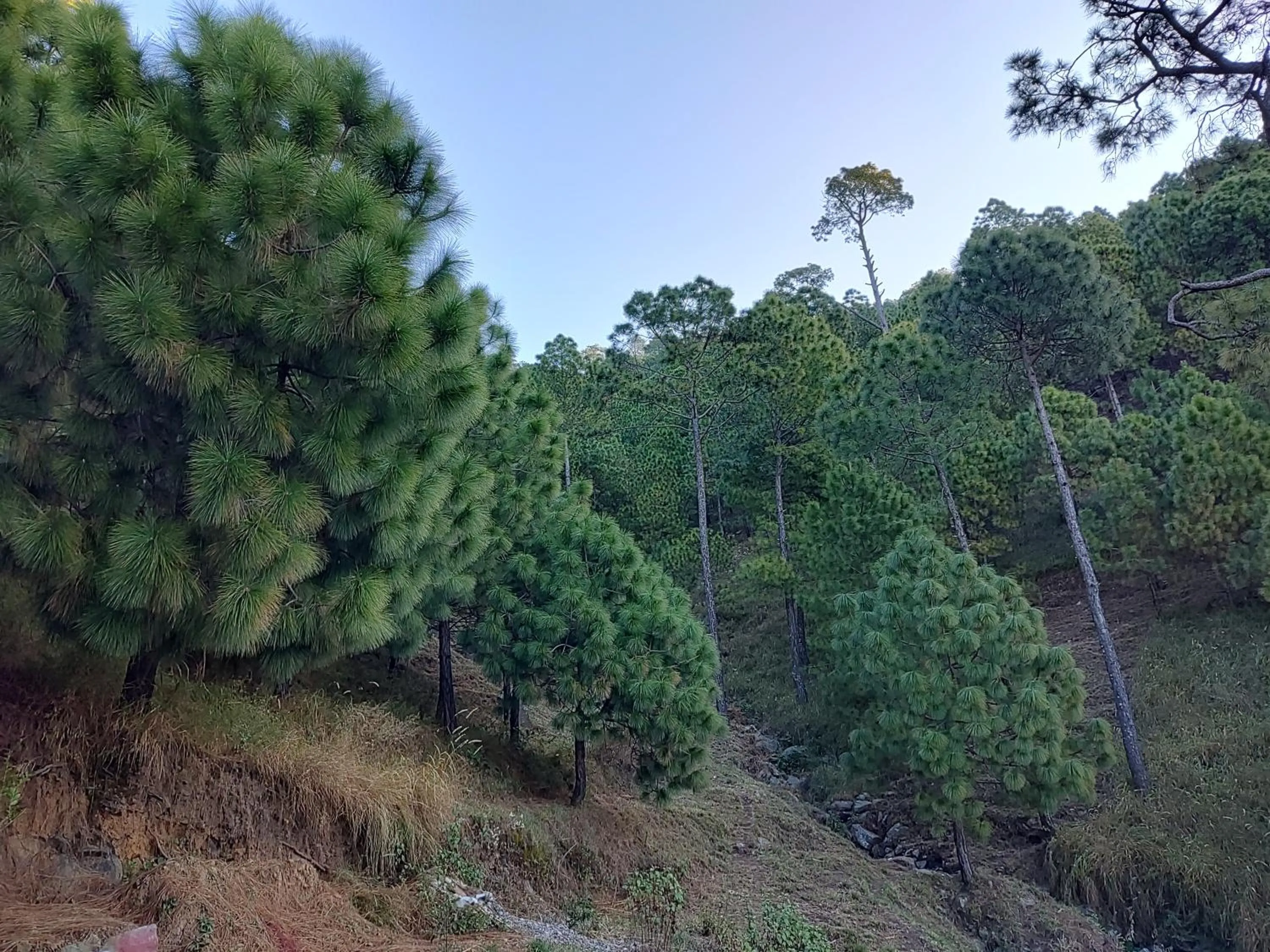 Spring in Hotel Le Halcyon Kasauli