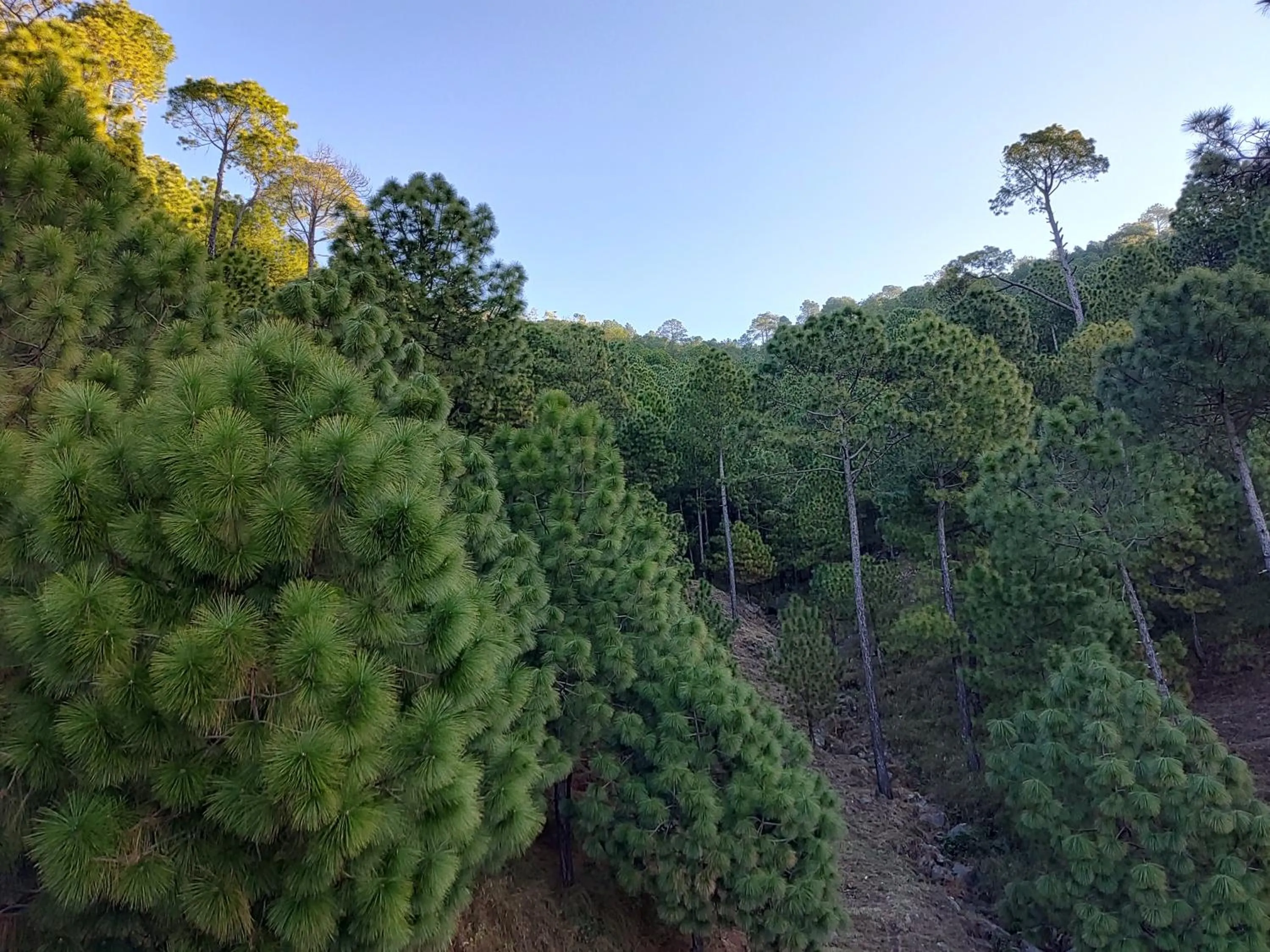 Natural landscape in Hotel Le Halcyon Kasauli