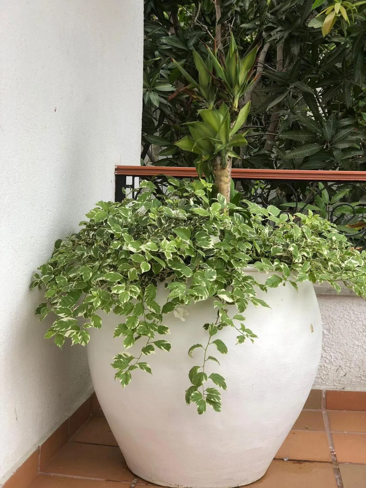 Garden view in Hotel Casa Bethel