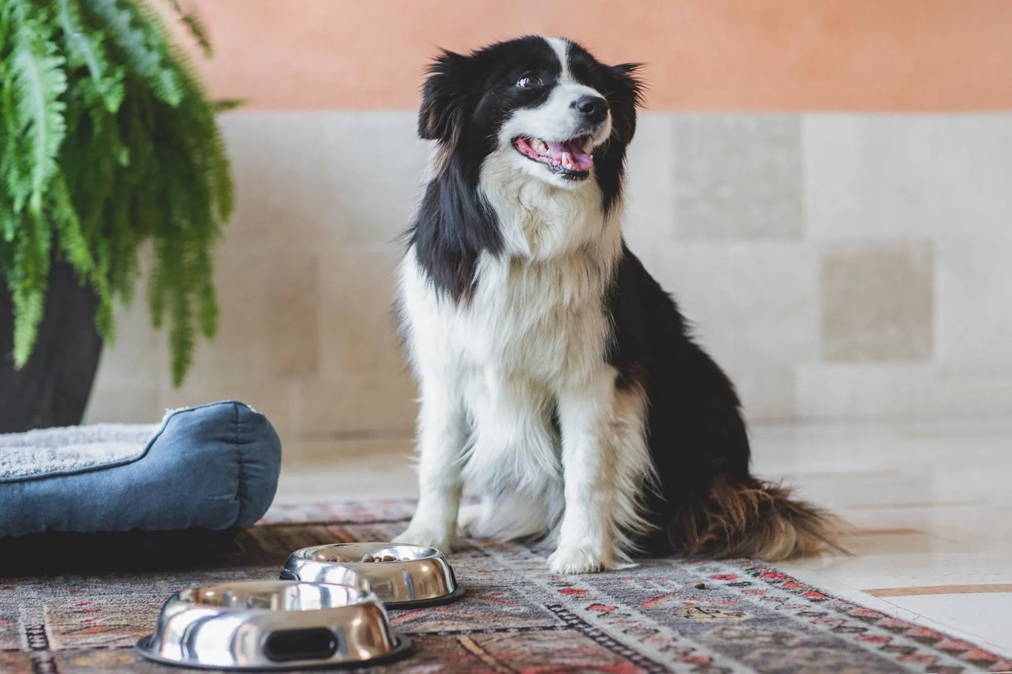 Animals in Hotel Crystal