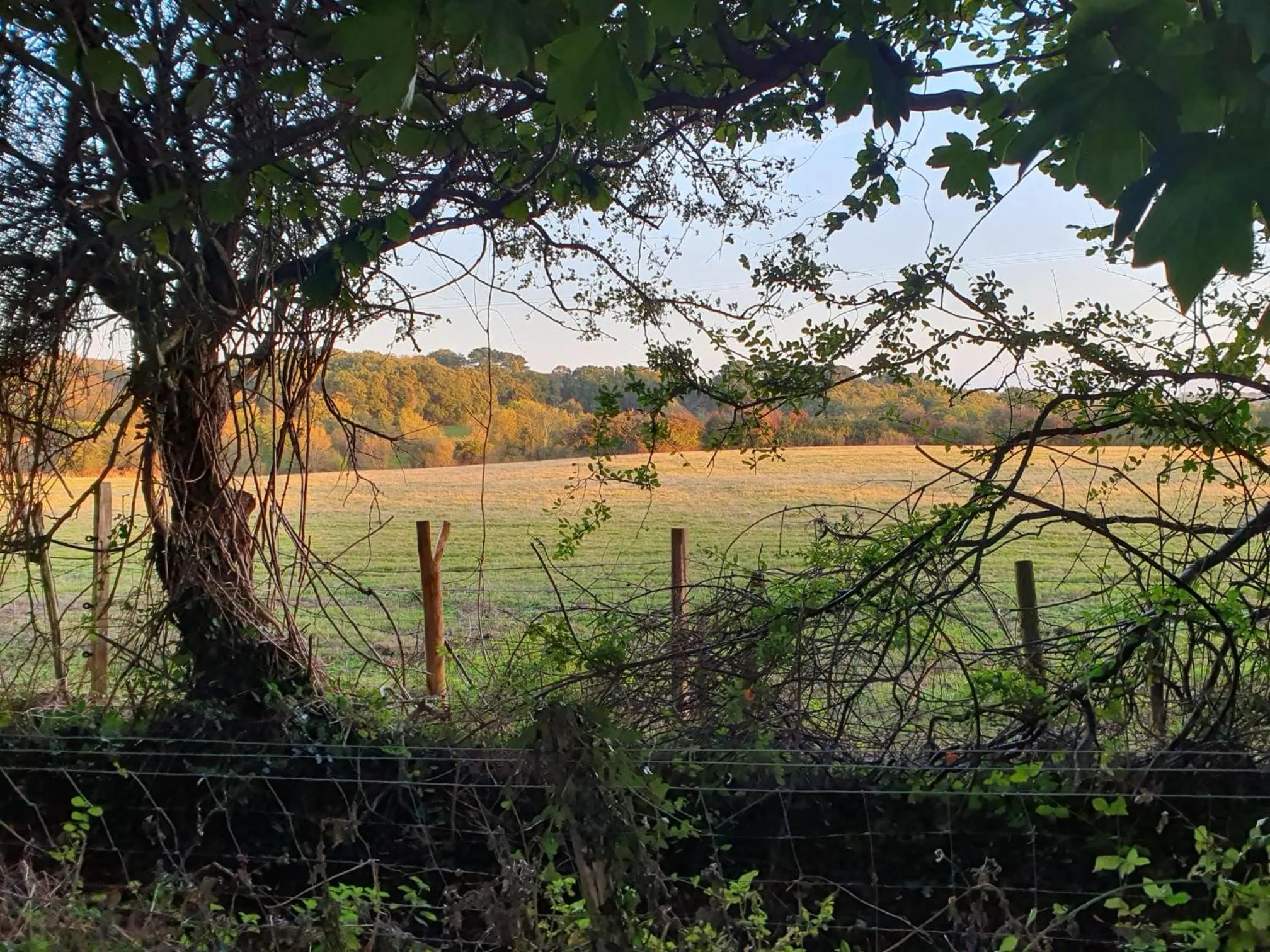 Natural landscape in Chestnut Meadow Country Park
