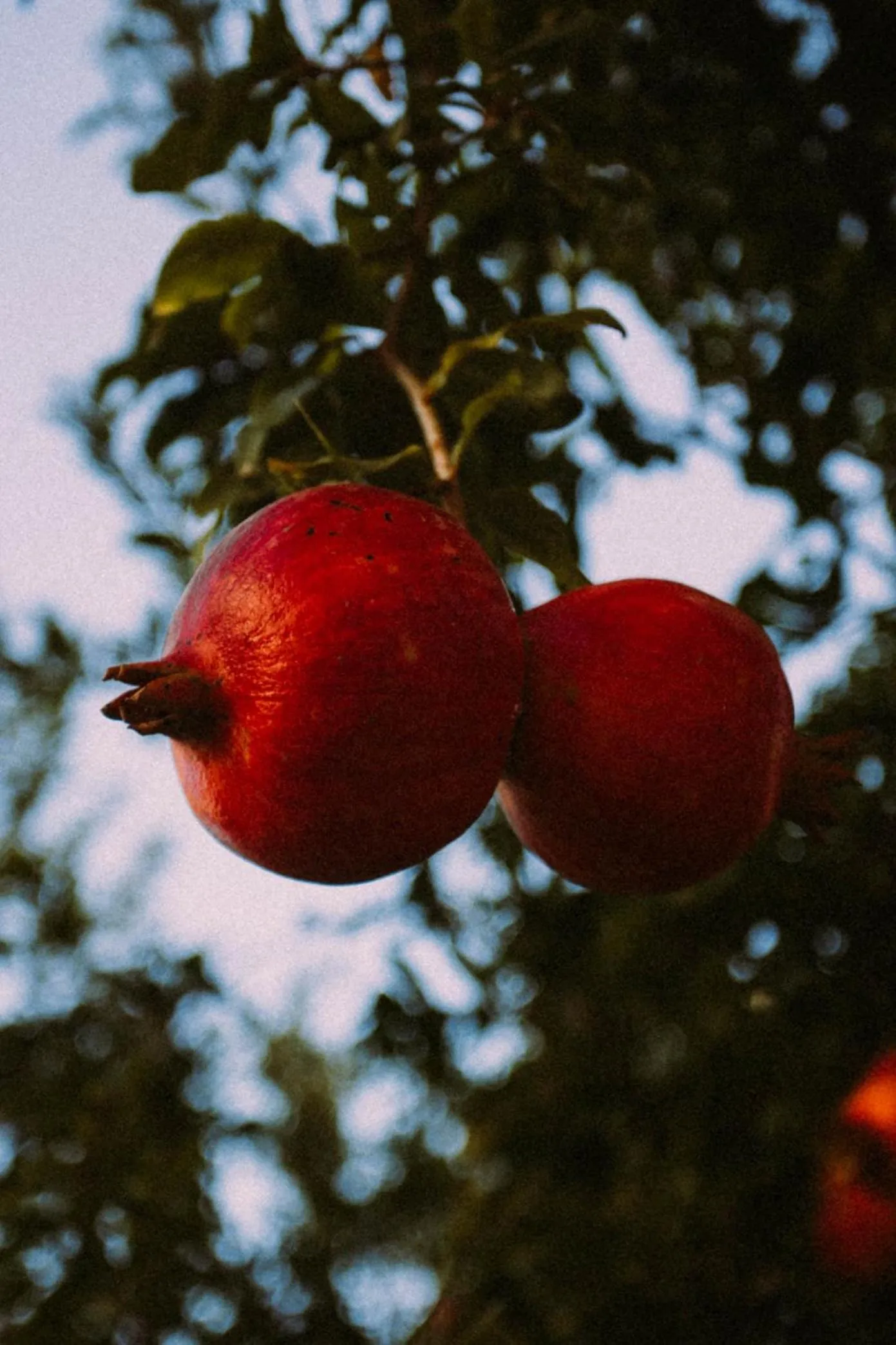 Garden in Vira Suites Hotel