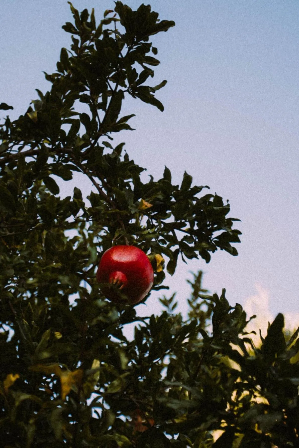 Garden in Vira Suites Hotel
