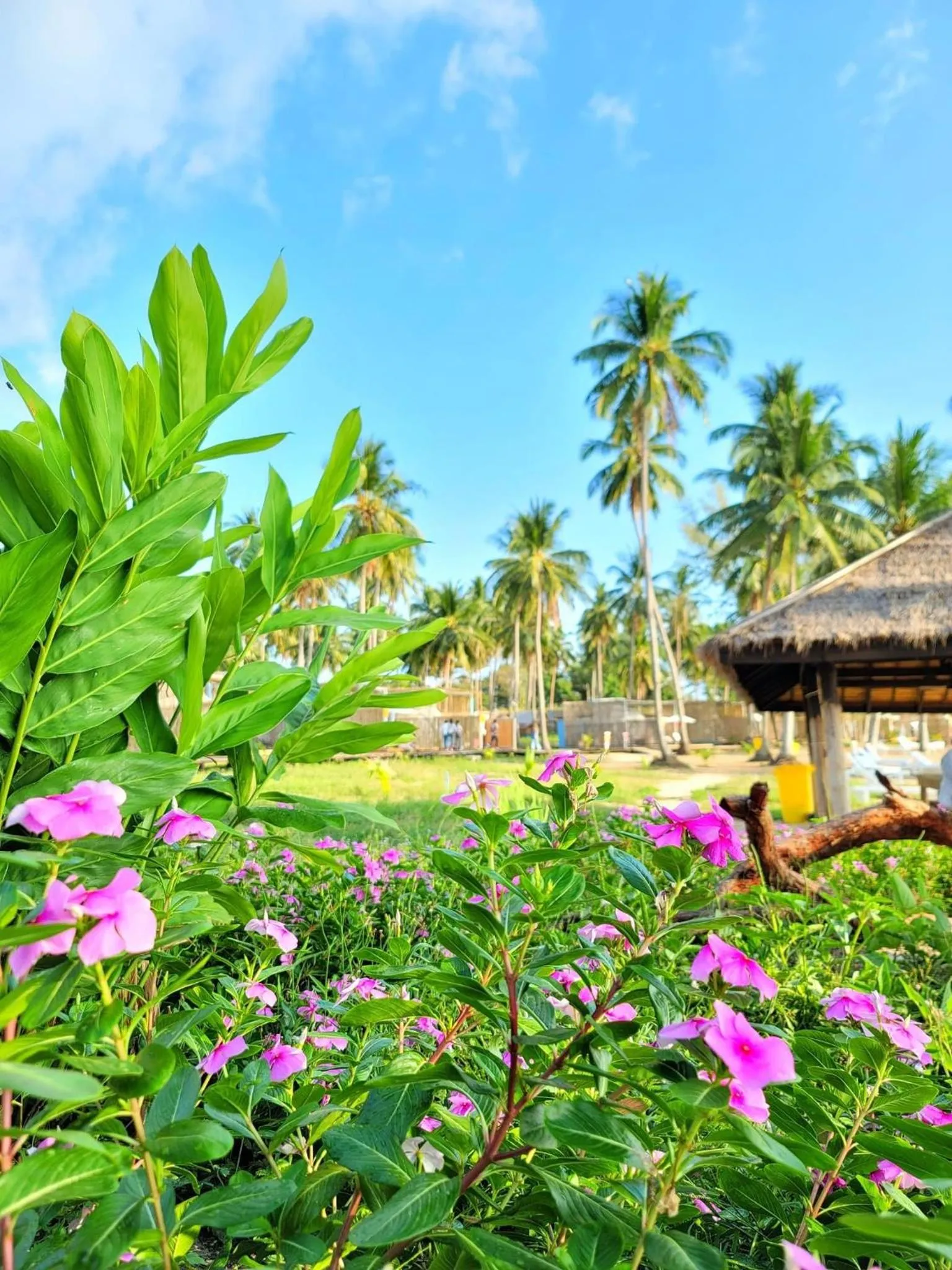 Garden in Koh Sdach Resort by EHM