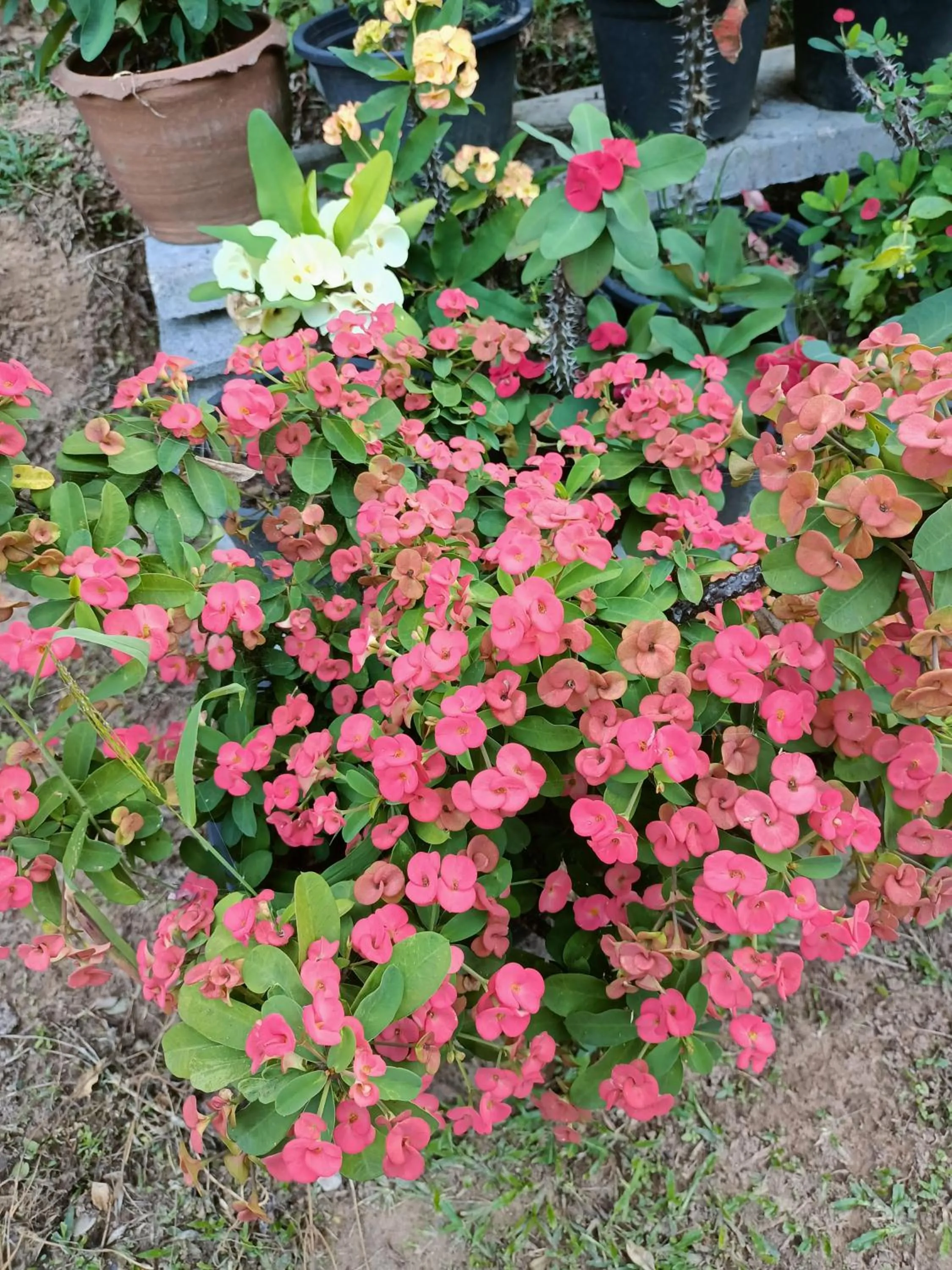 Garden in The mantra resort