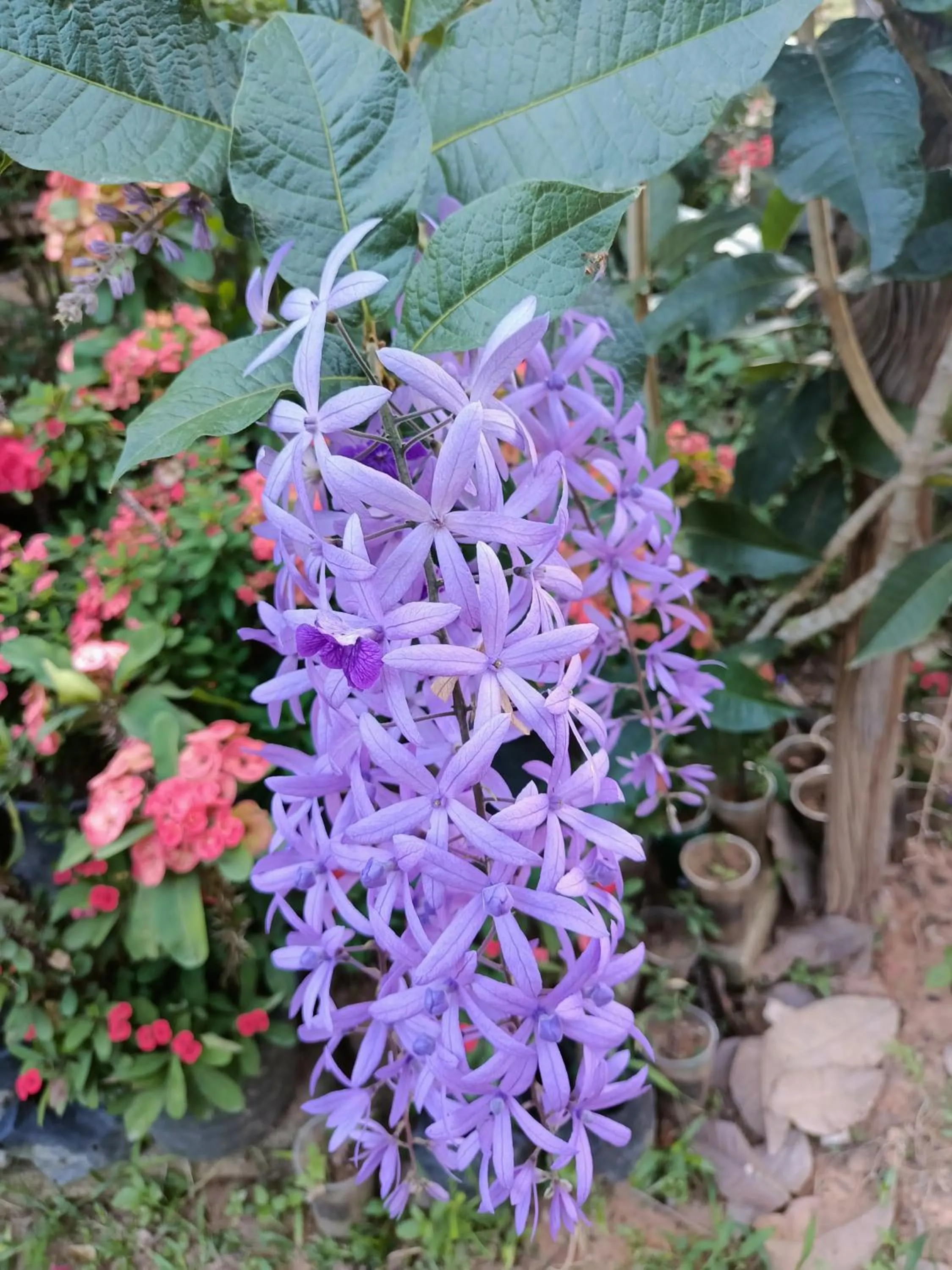 Garden in The mantra resort