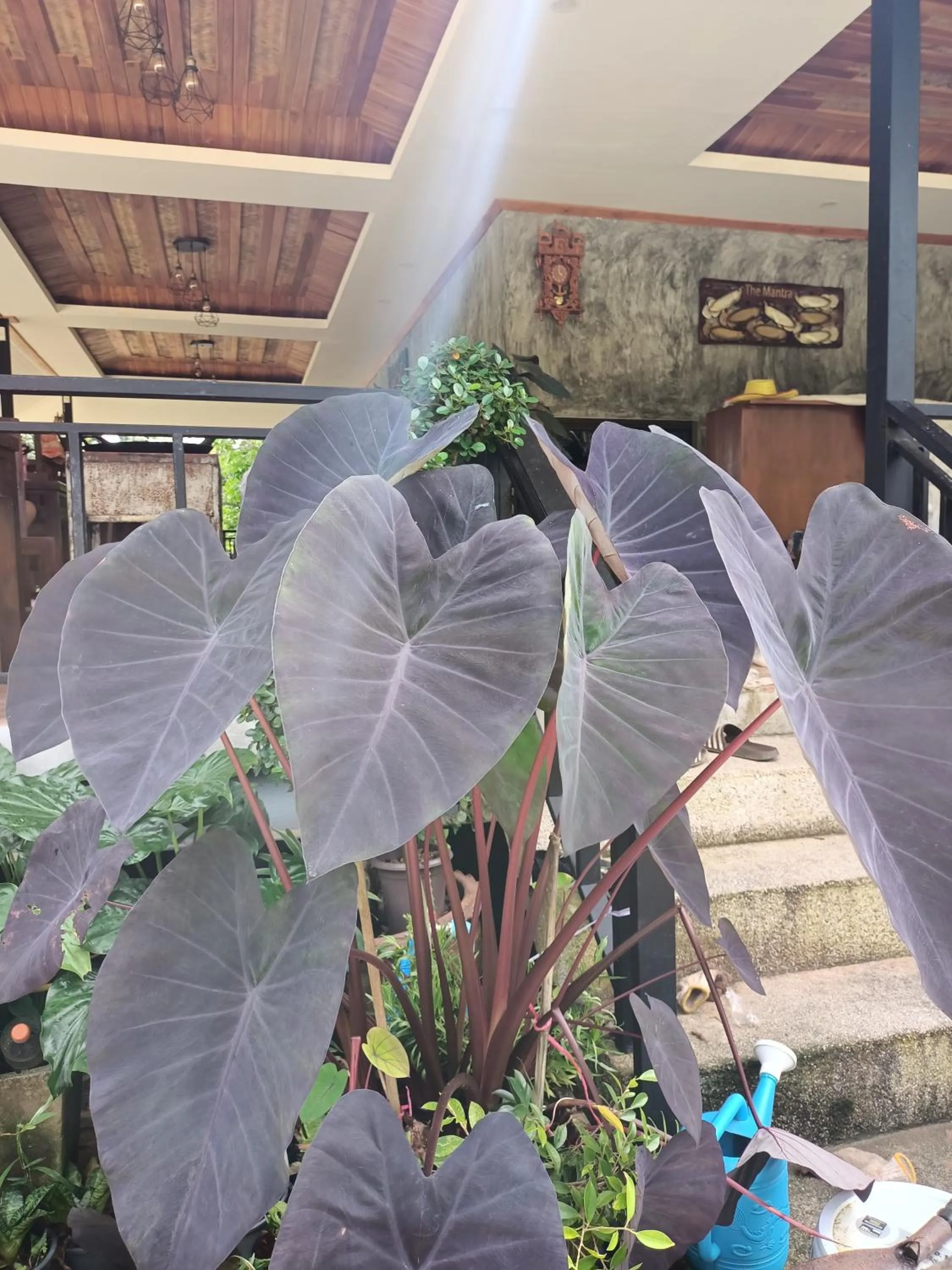 Garden in The mantra resort