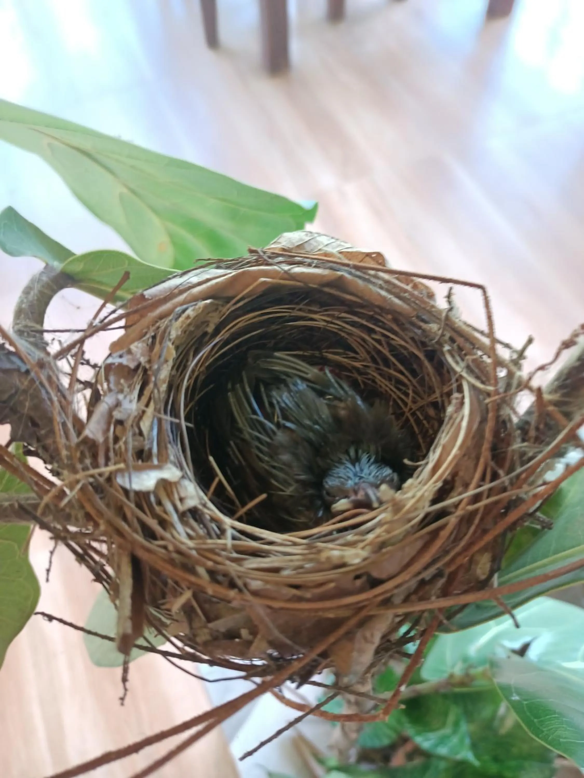Garden view in The mantra resort