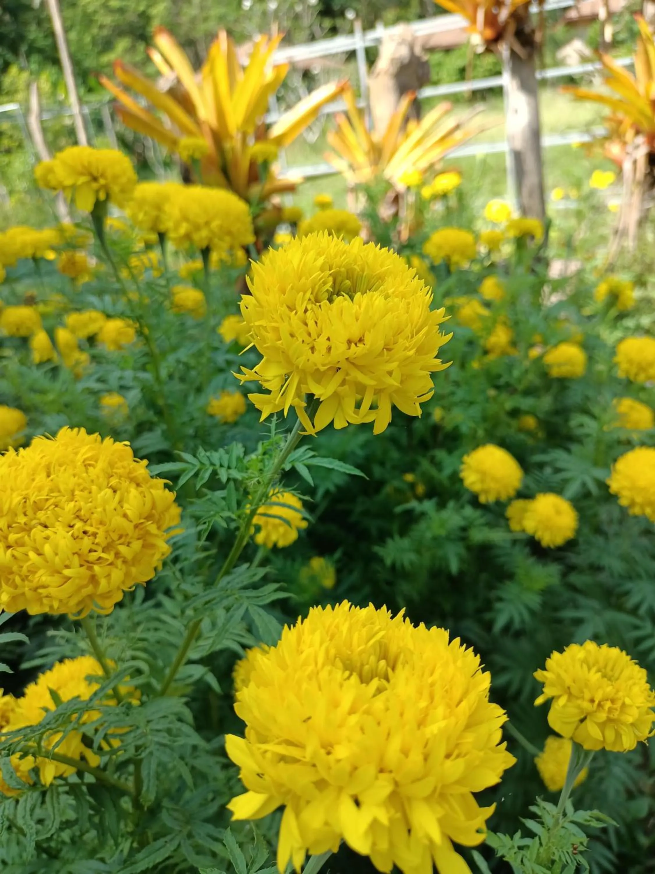 Garden in The mantra resort