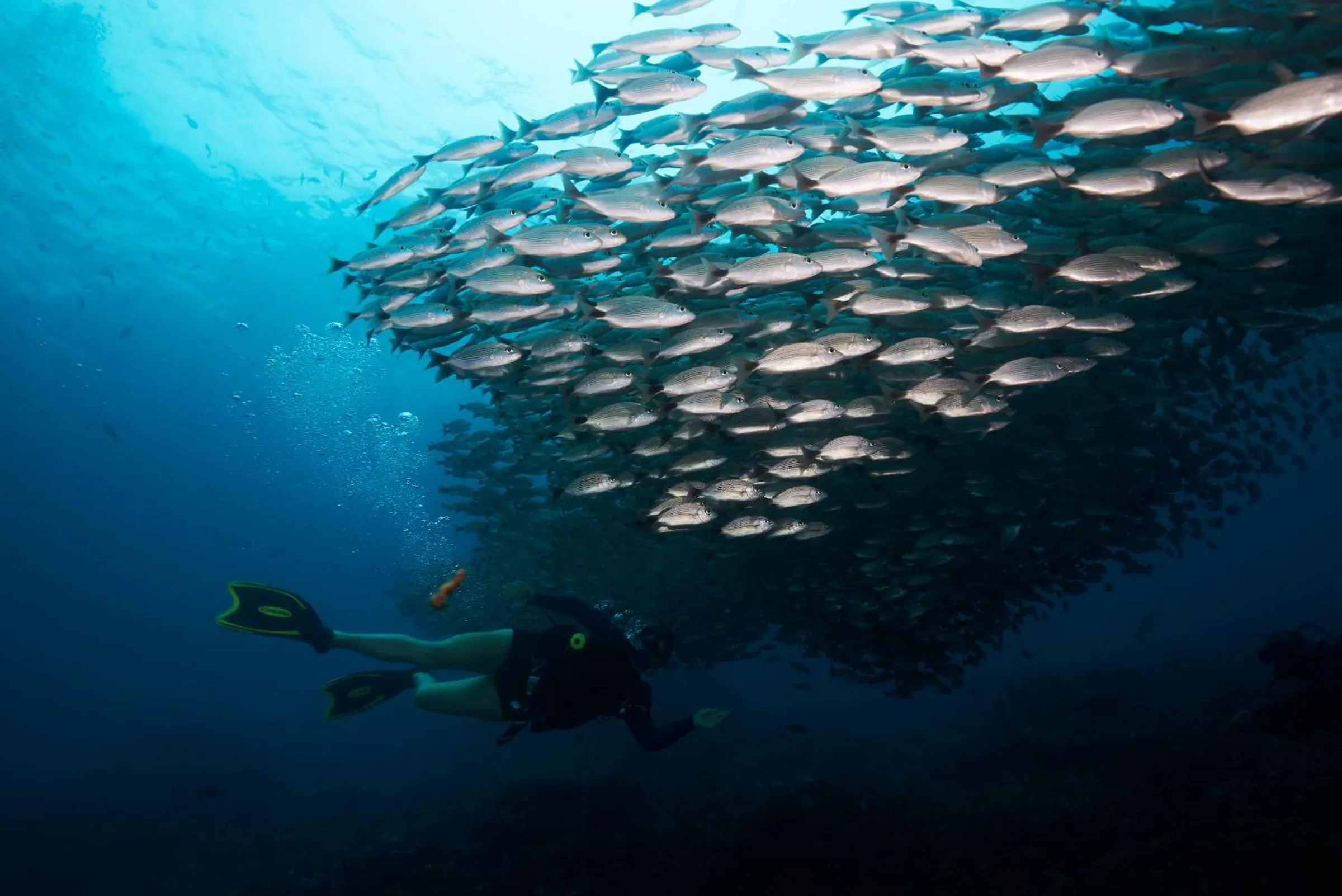Diving in Zulu Surf Hotel Tamarindo