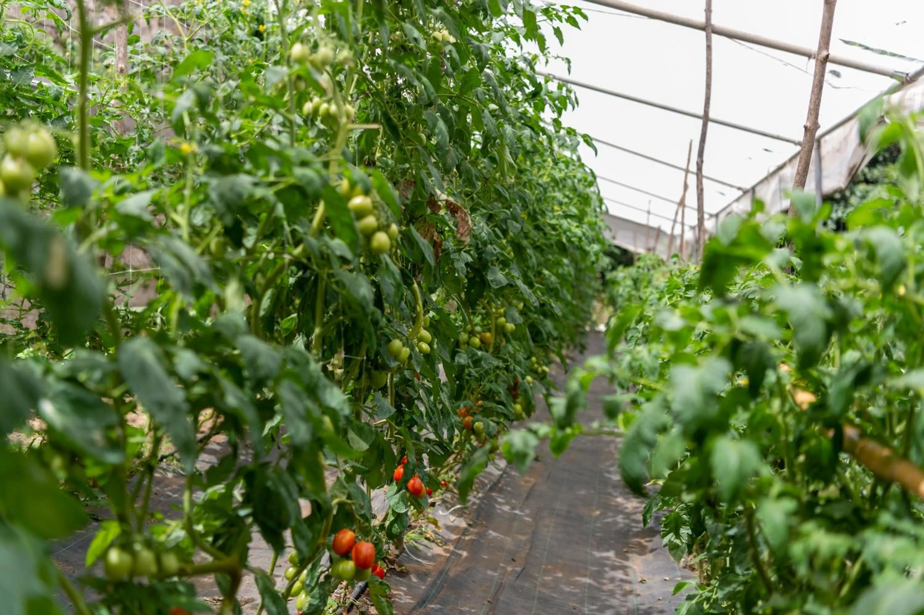 Garden in Hotel La Pergola