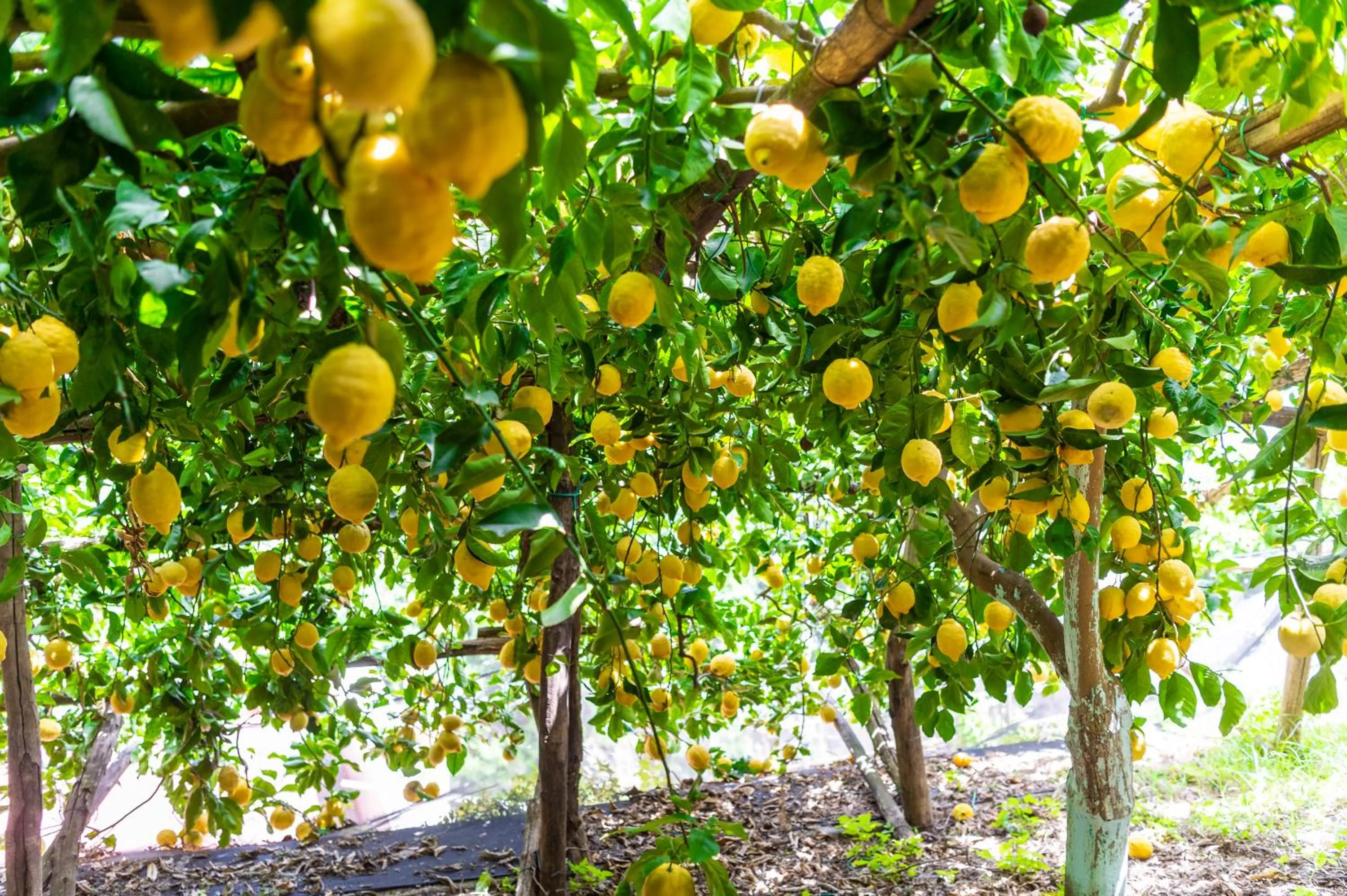 Garden in Hotel La Pergola