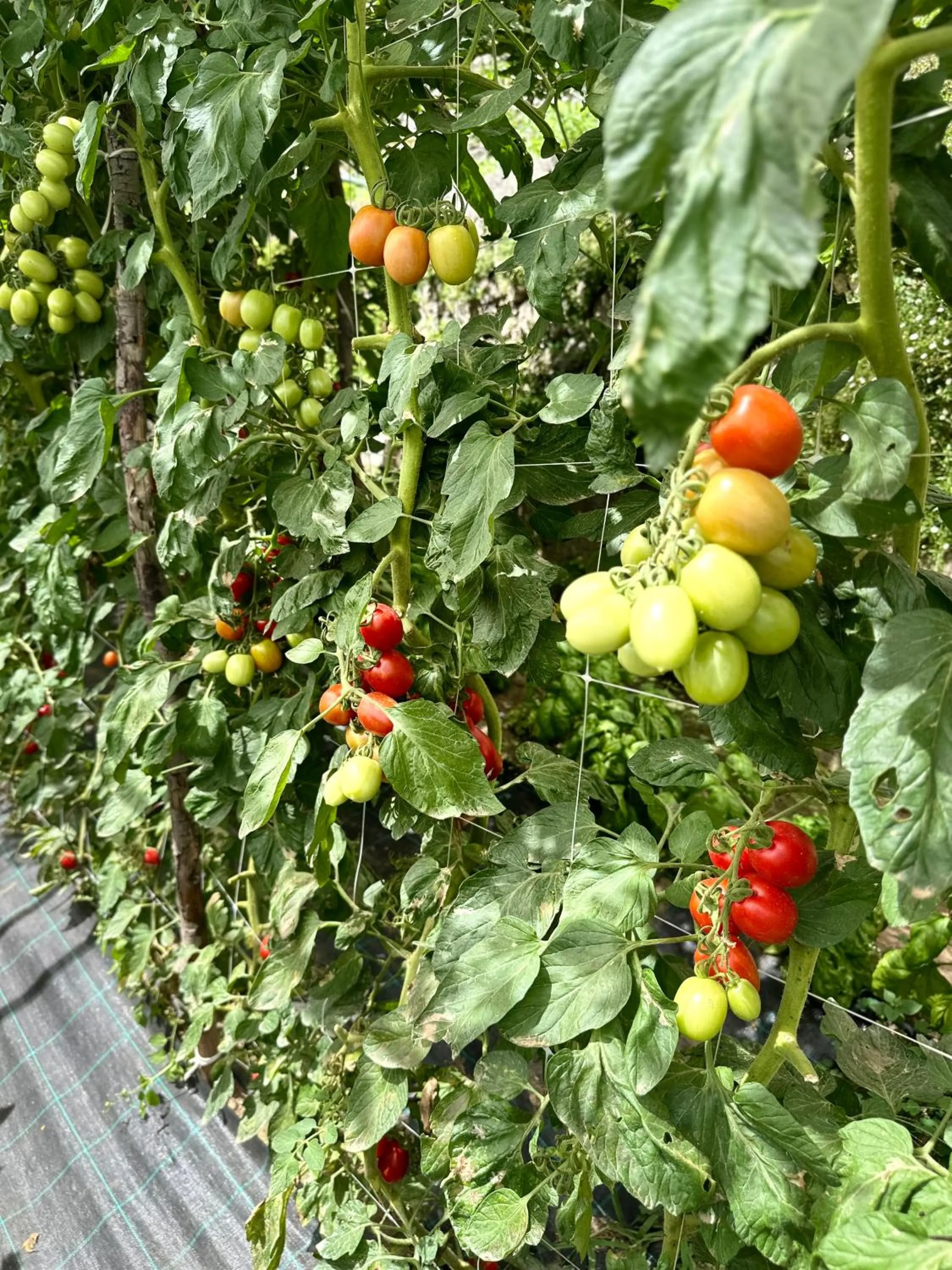 Garden in Hotel La Pergola