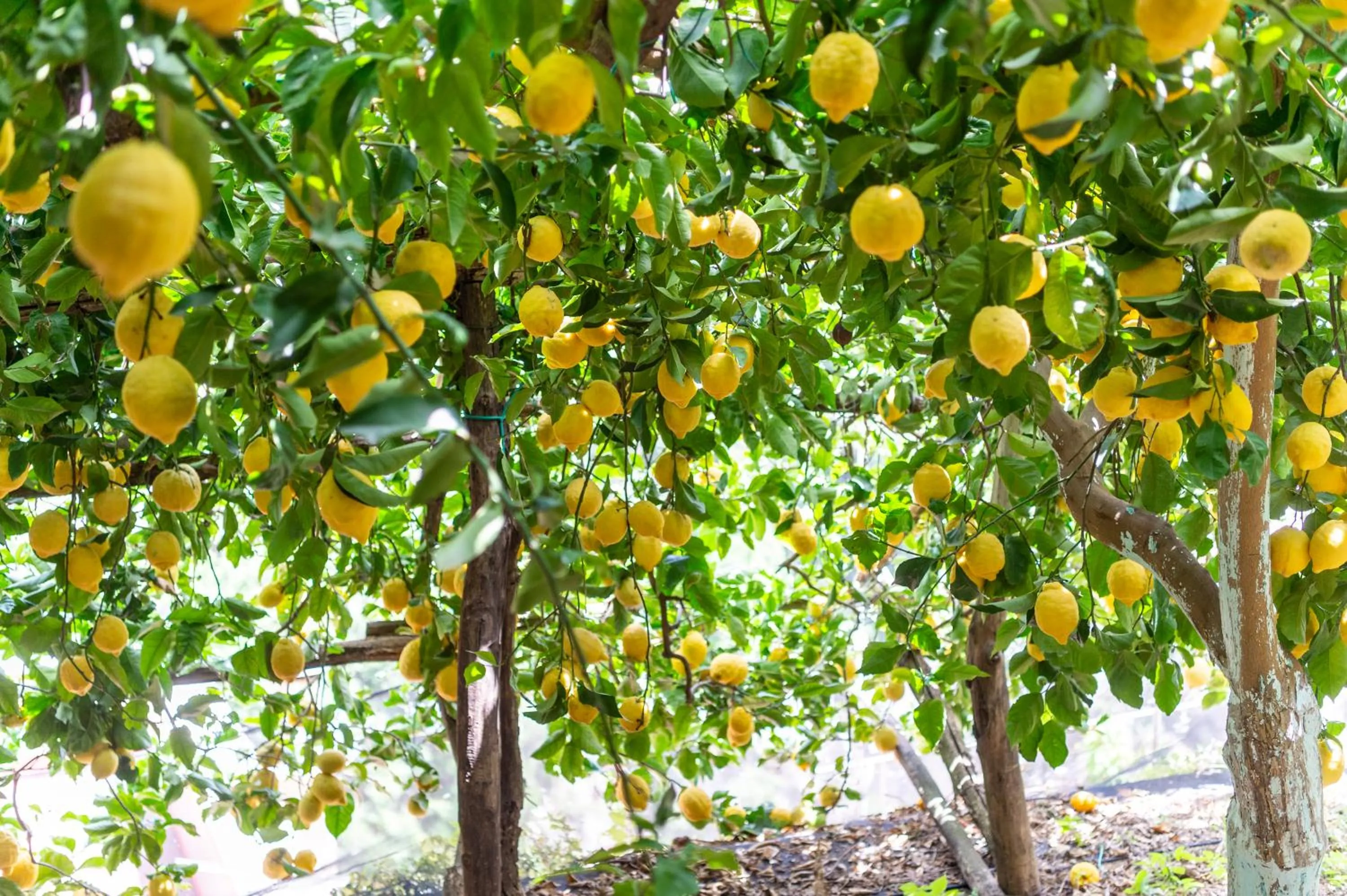 Garden in Hotel La Pergola