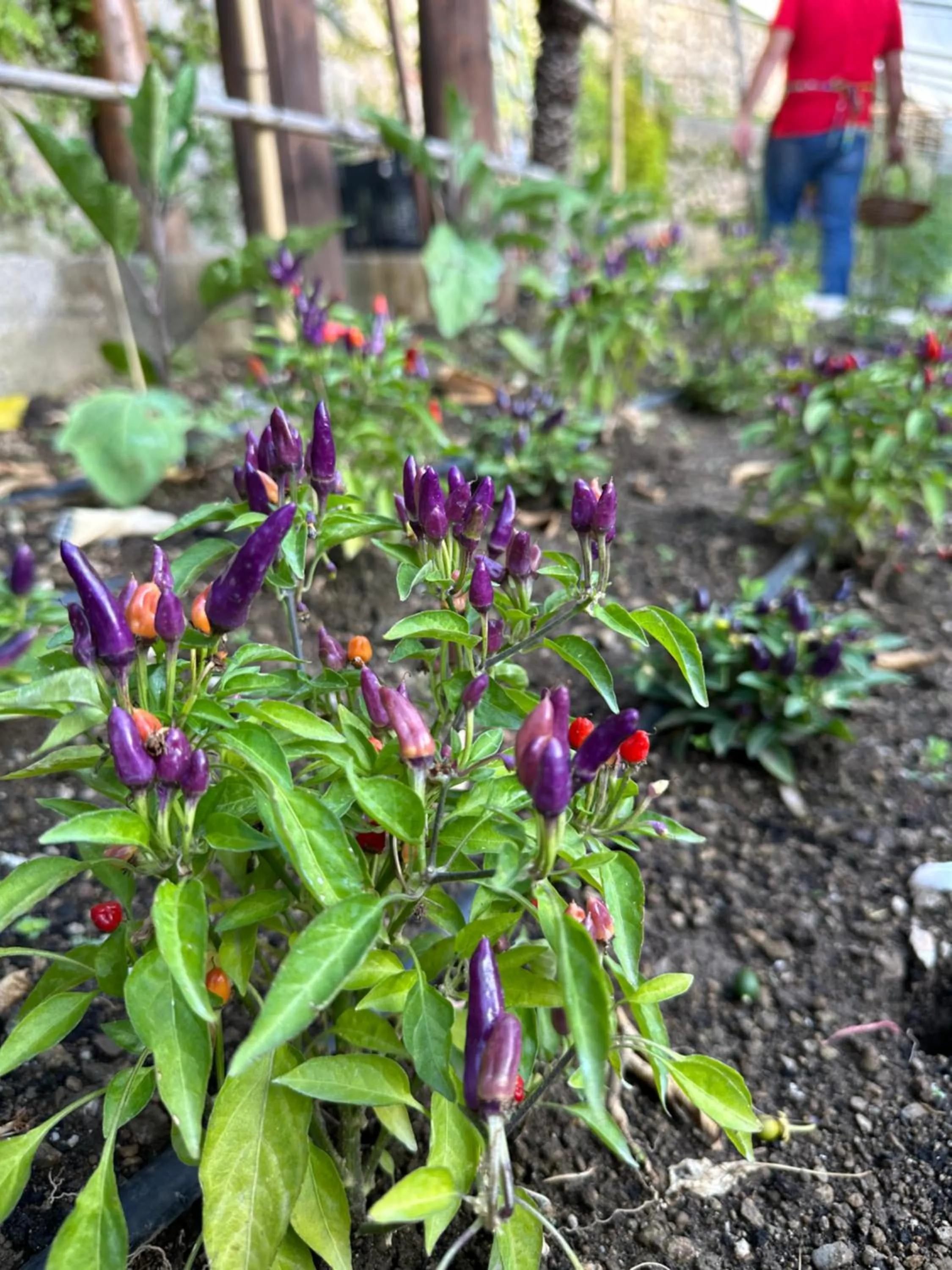 Garden in Hotel La Pergola