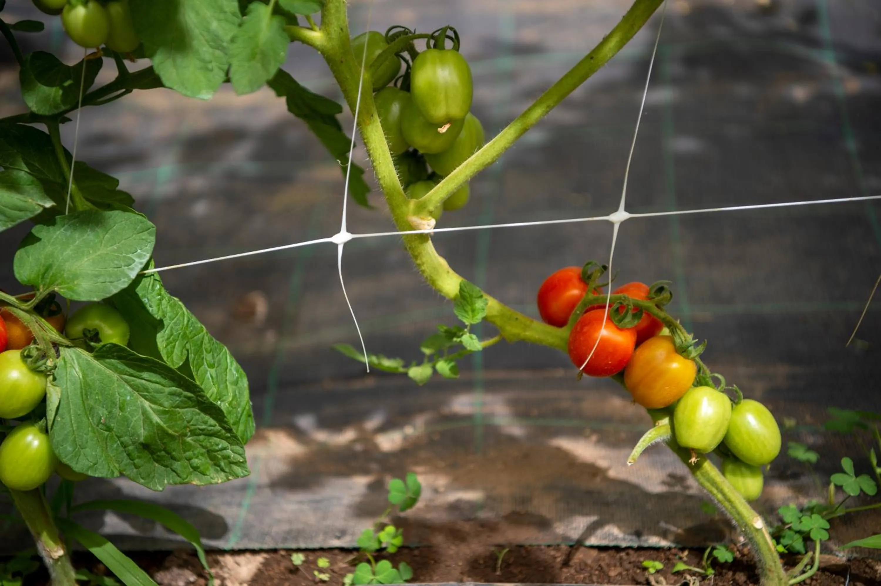 Garden in Hotel La Pergola
