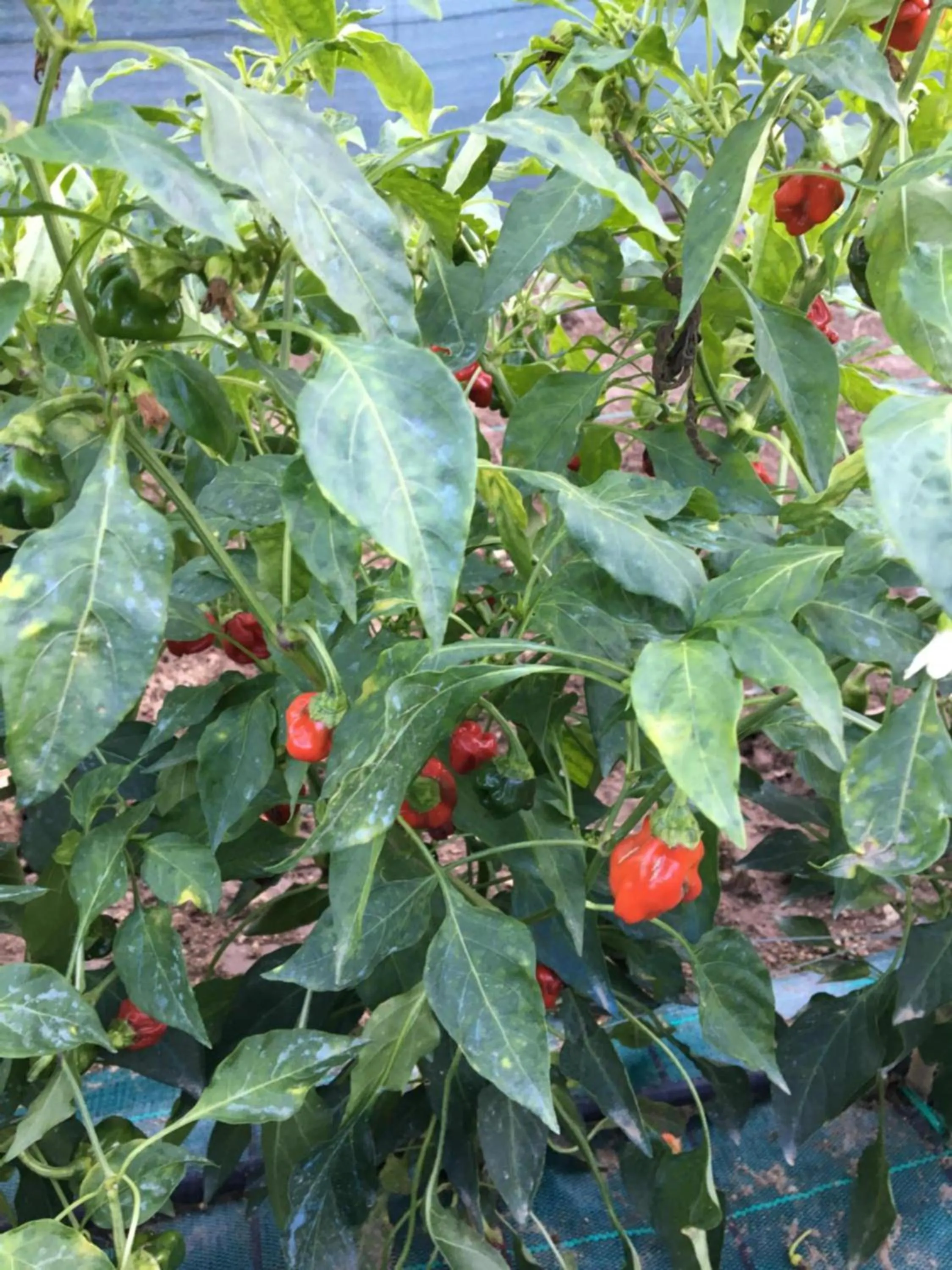 Garden in Casale Antonietta