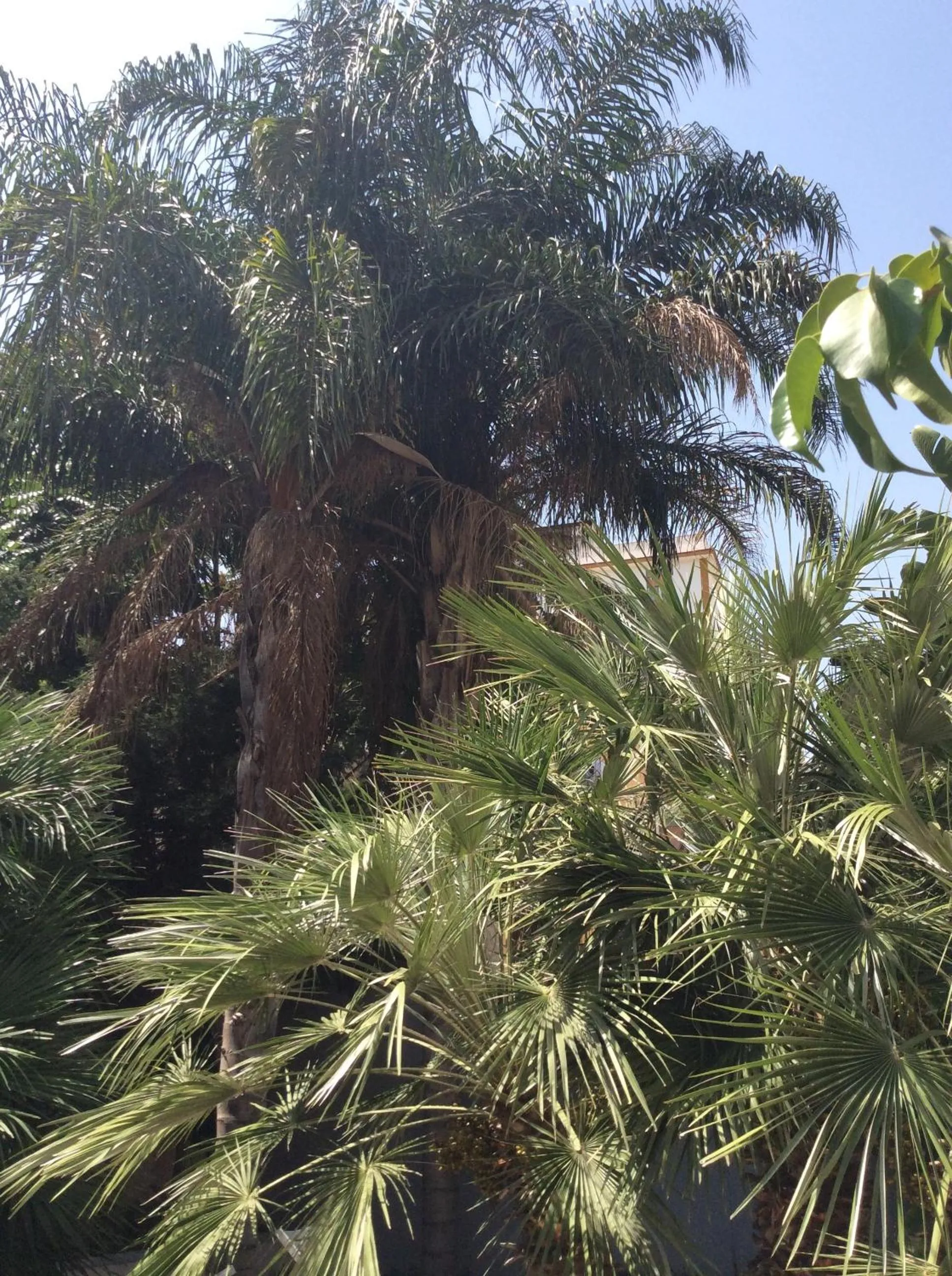 Garden in Ucciardhome Hotel