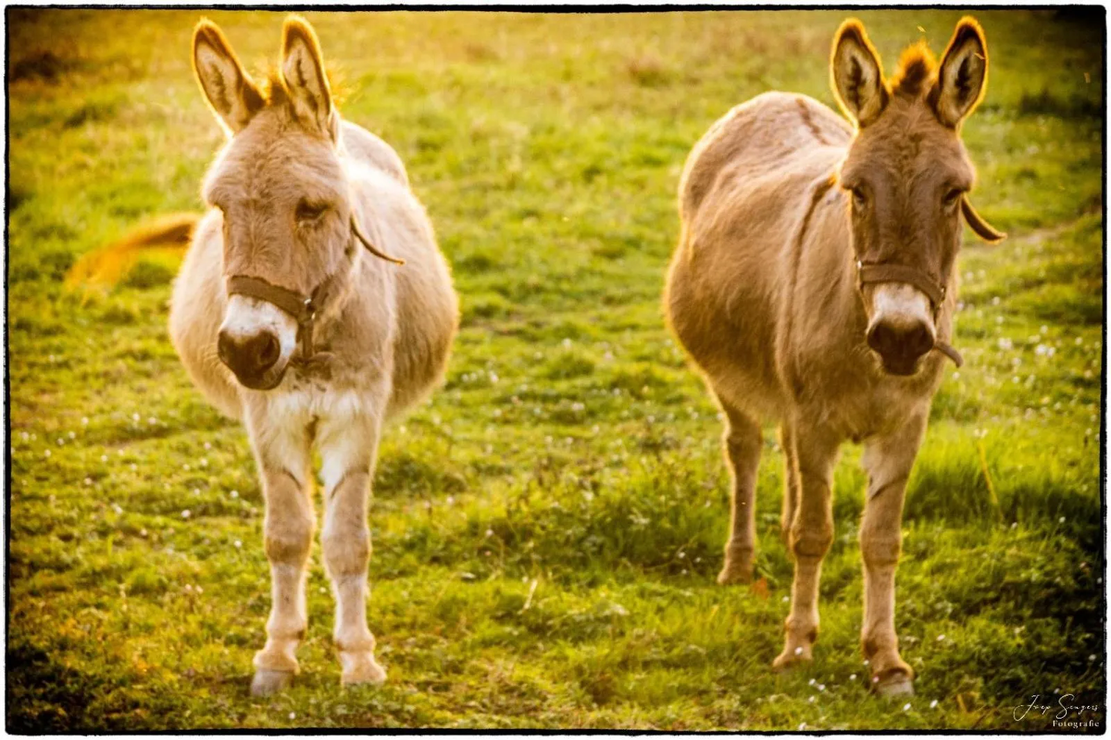 Garden in La Vigne d'Or