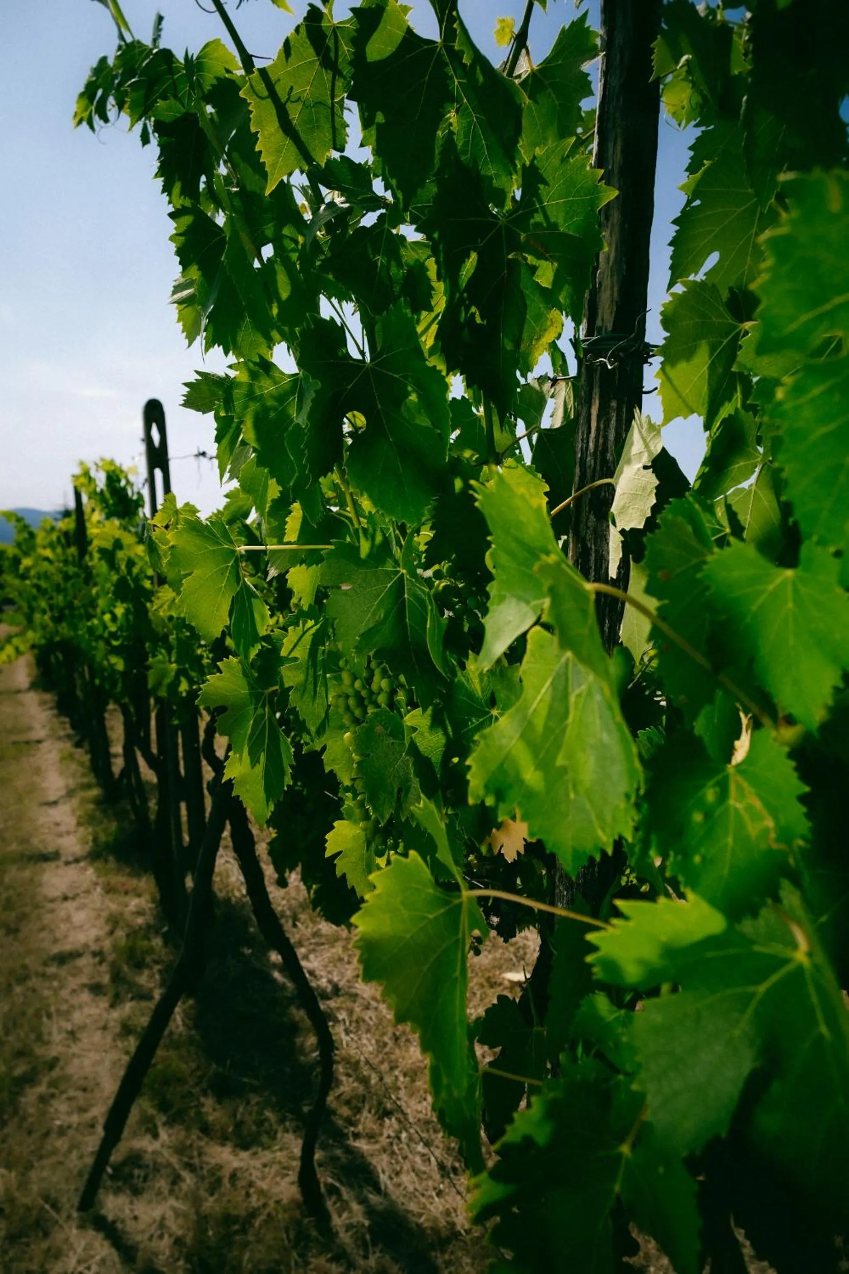 Property building in Fattoria Degli Usignoli