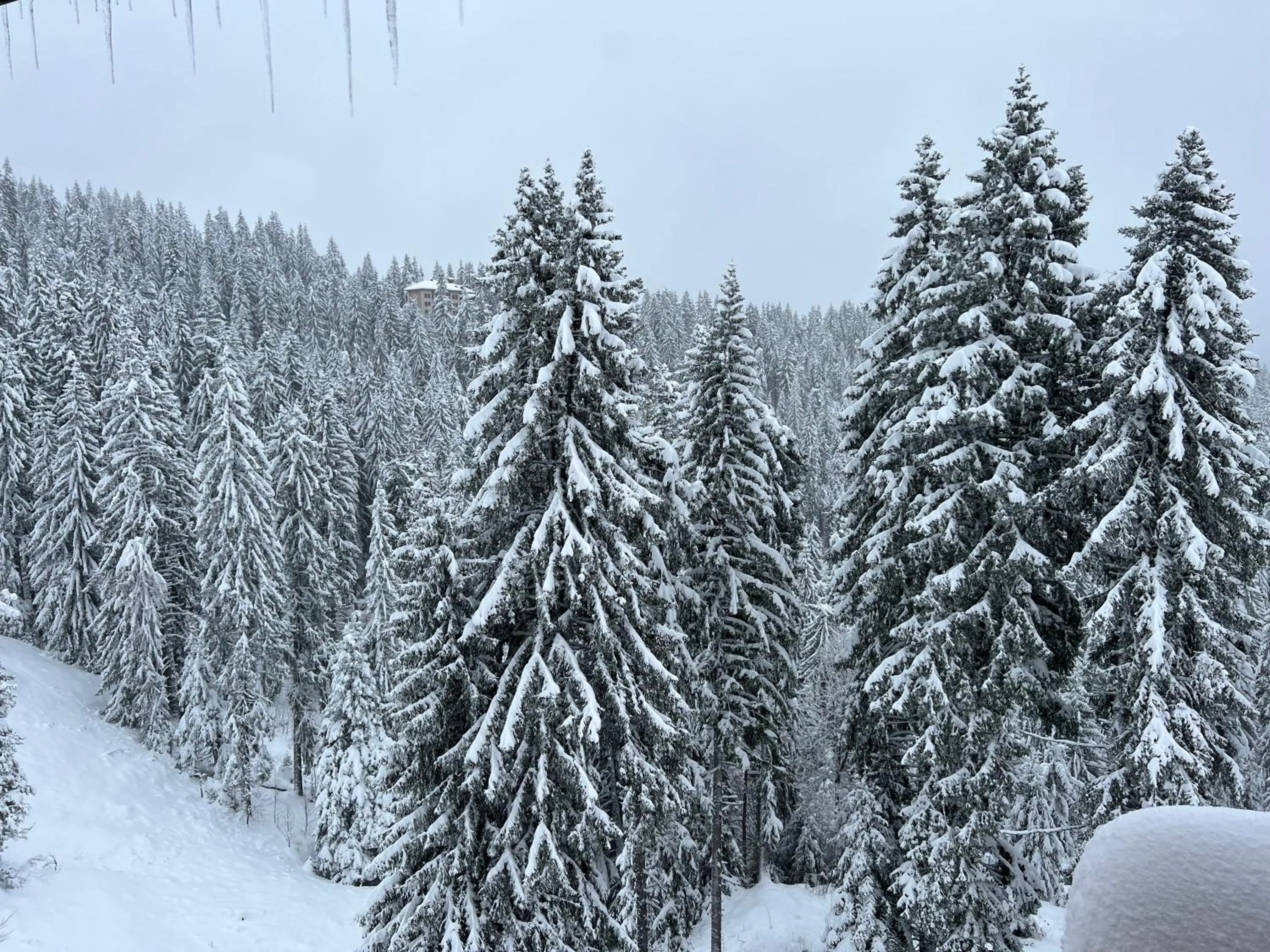 View (from property/room) in Kamena Pamporovo