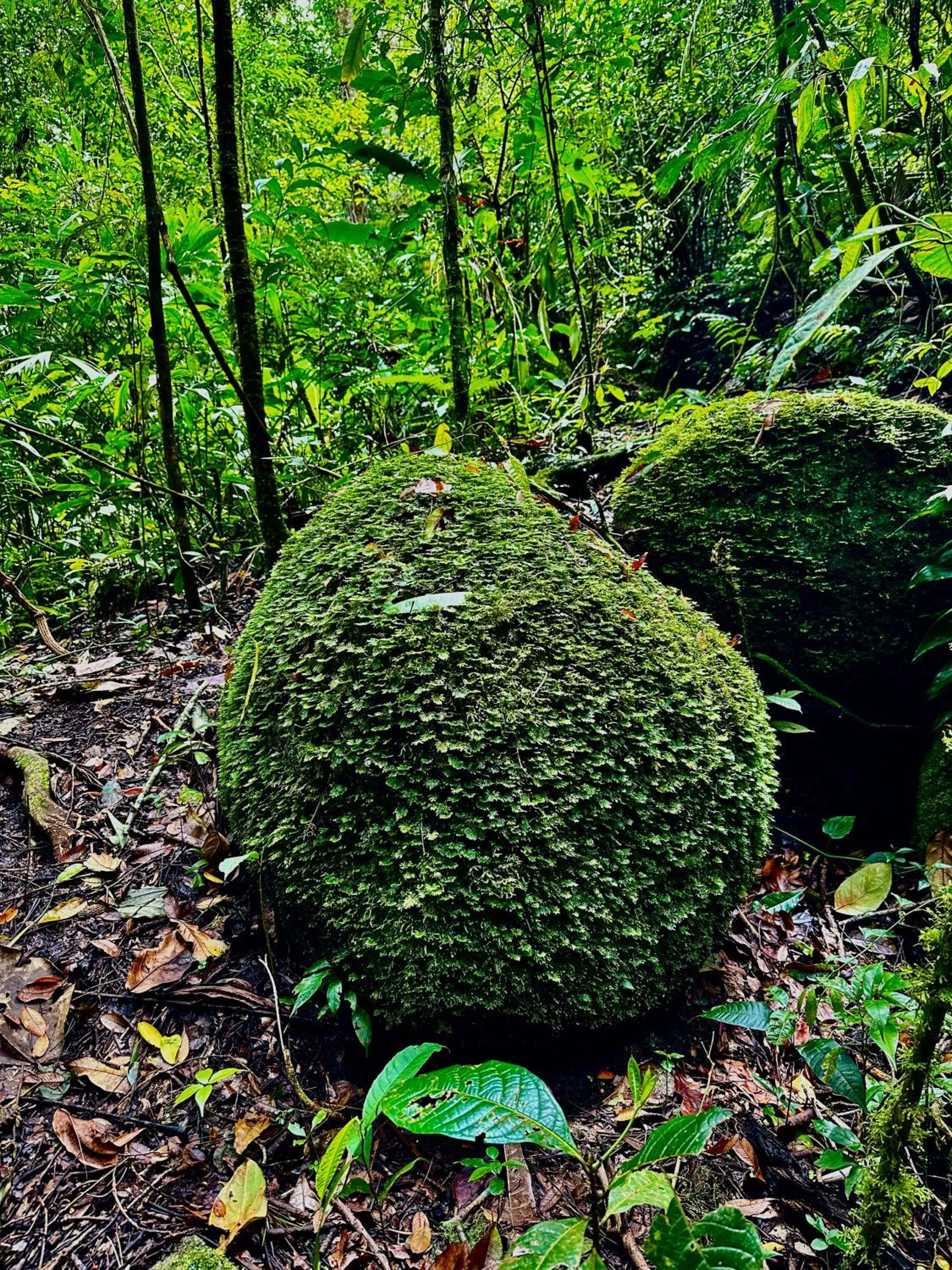 Hotel de Montaña El Pelicano