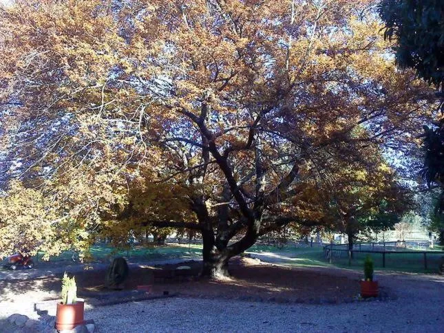 Garden in Hillview Oak B&B