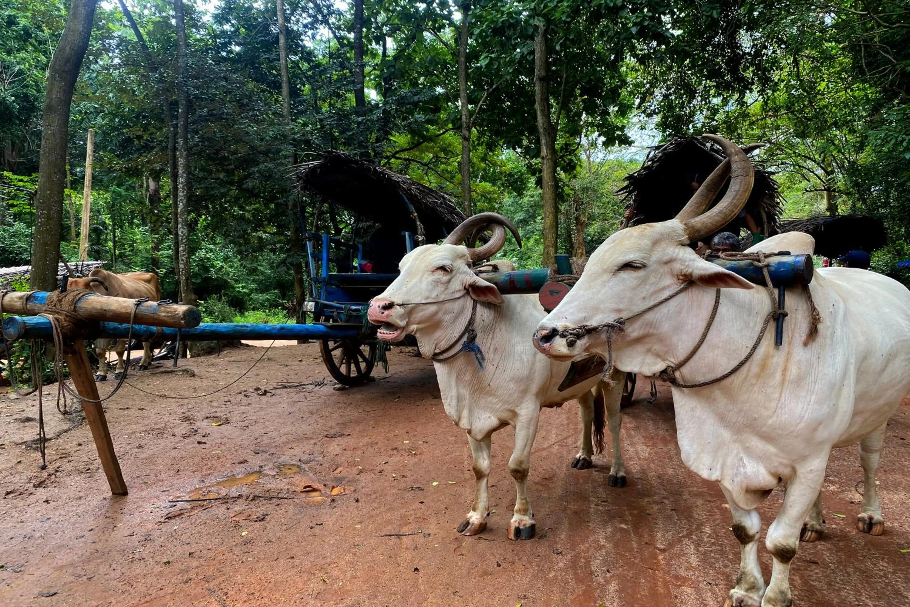 Area and facilities in The River House Dambulla by The Serendipity Collection