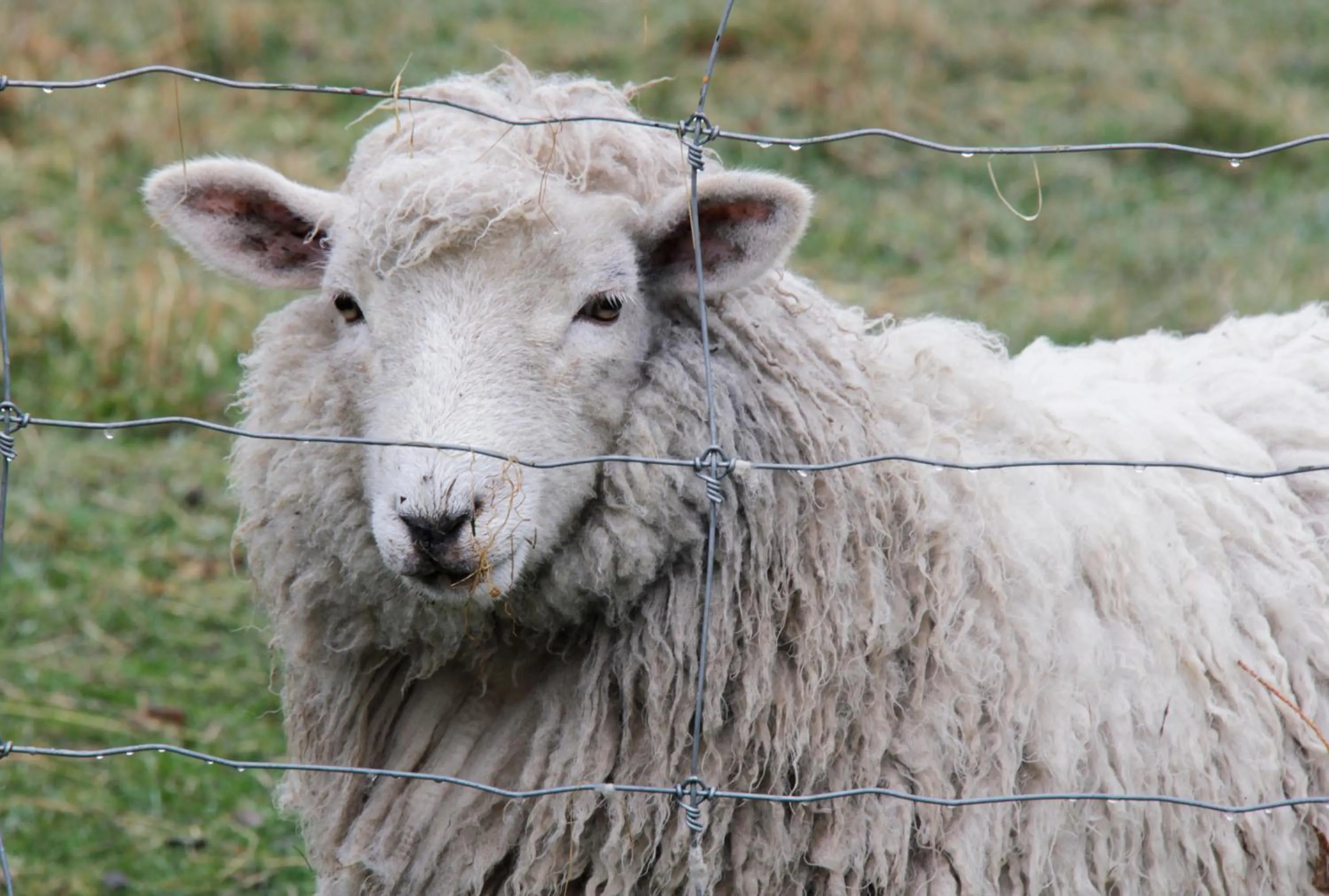 Animals in Burkes Pass Country Motels