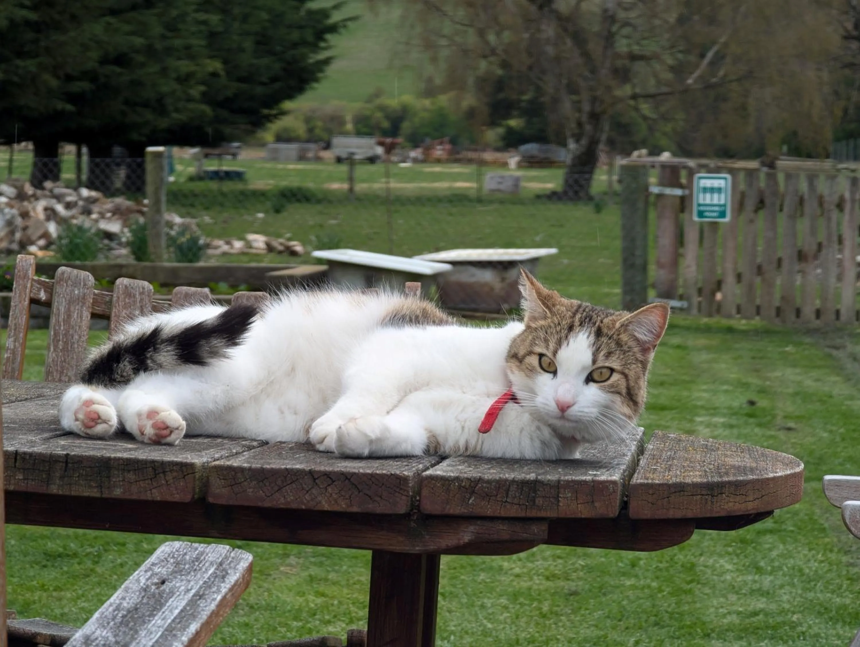 Pets in Burkes Pass Country Motels