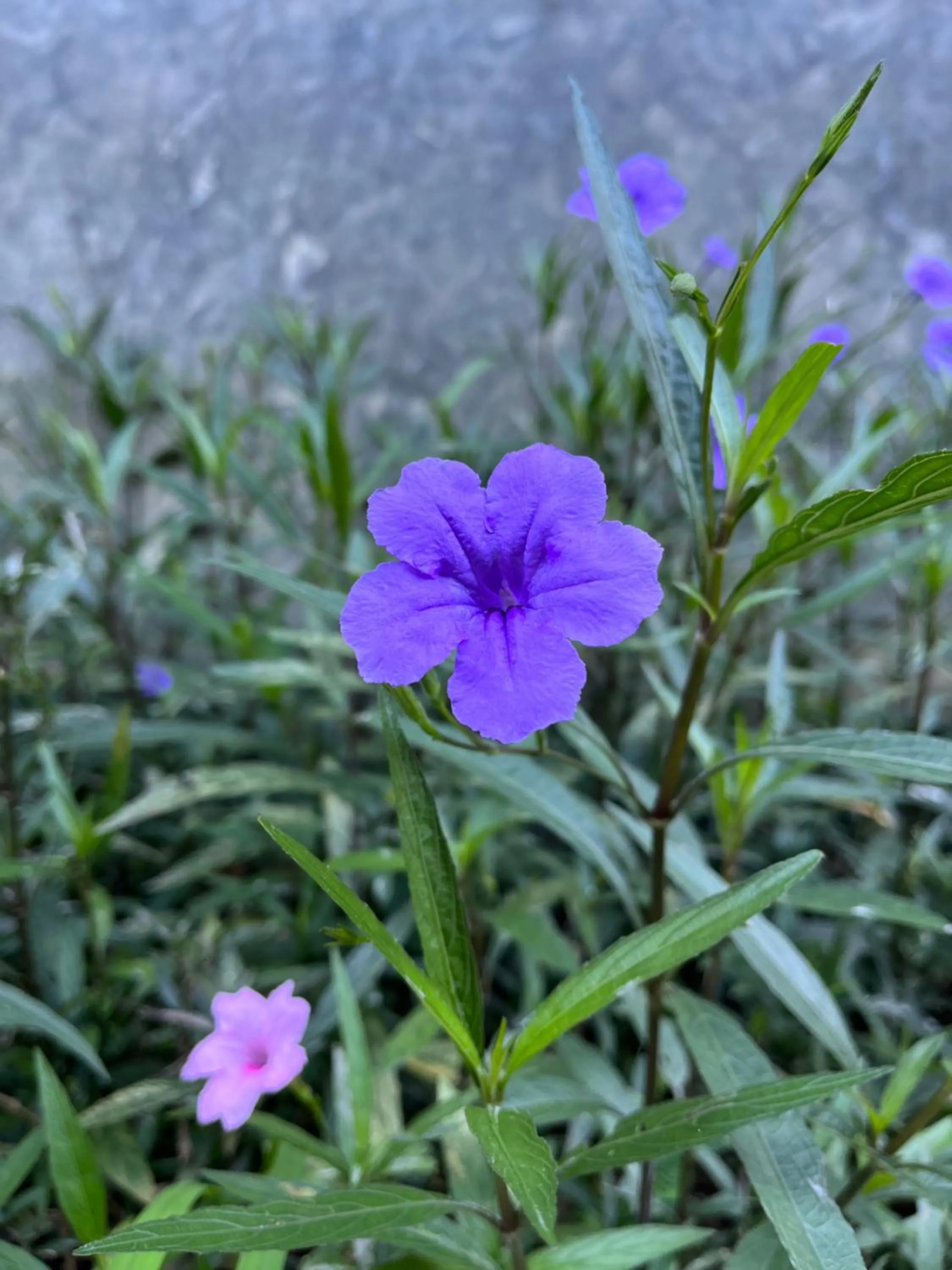 Krabi Klong Muang Bay Resort