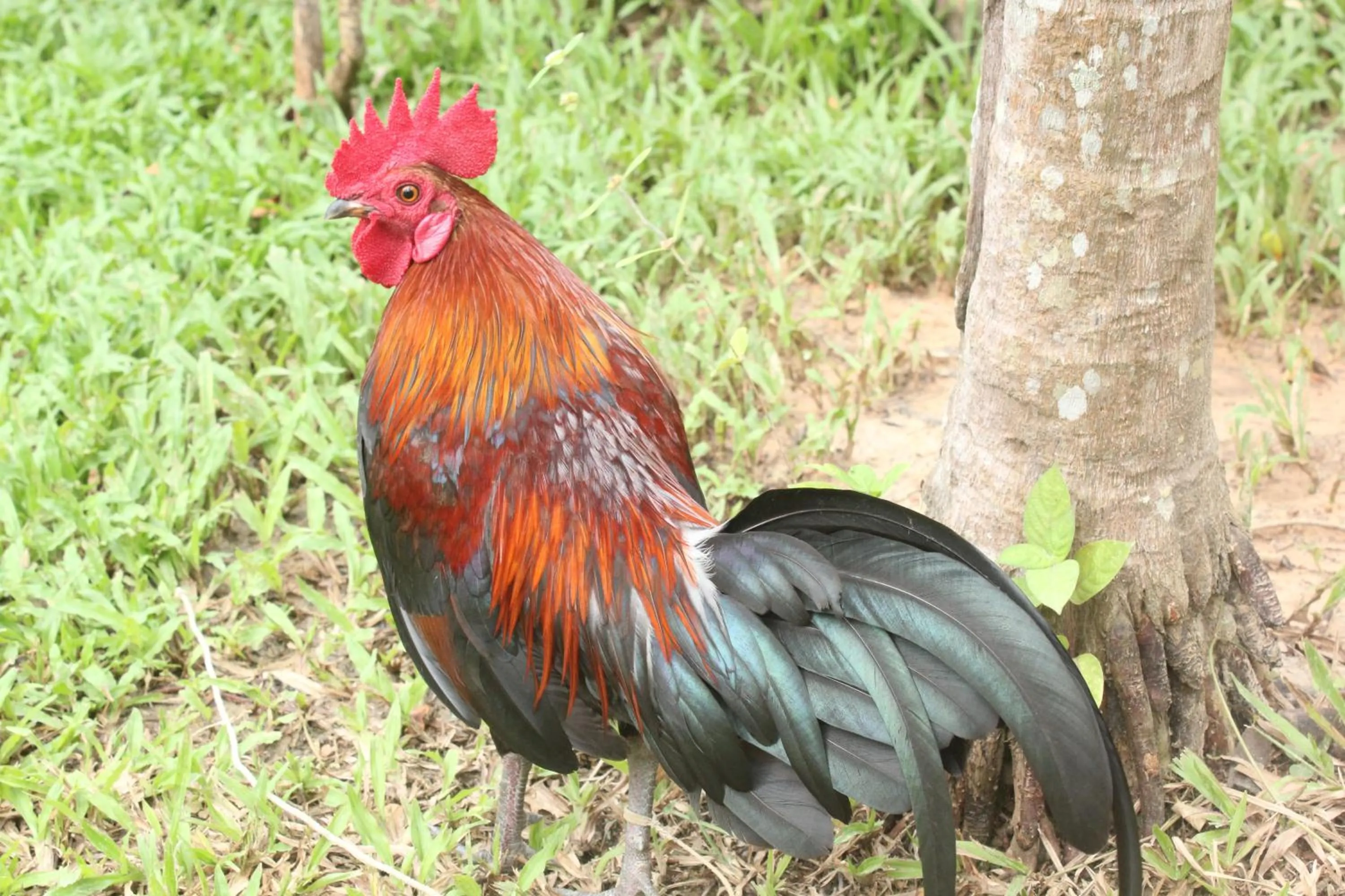 Pets in Krabi Klong Muang Bay Resort