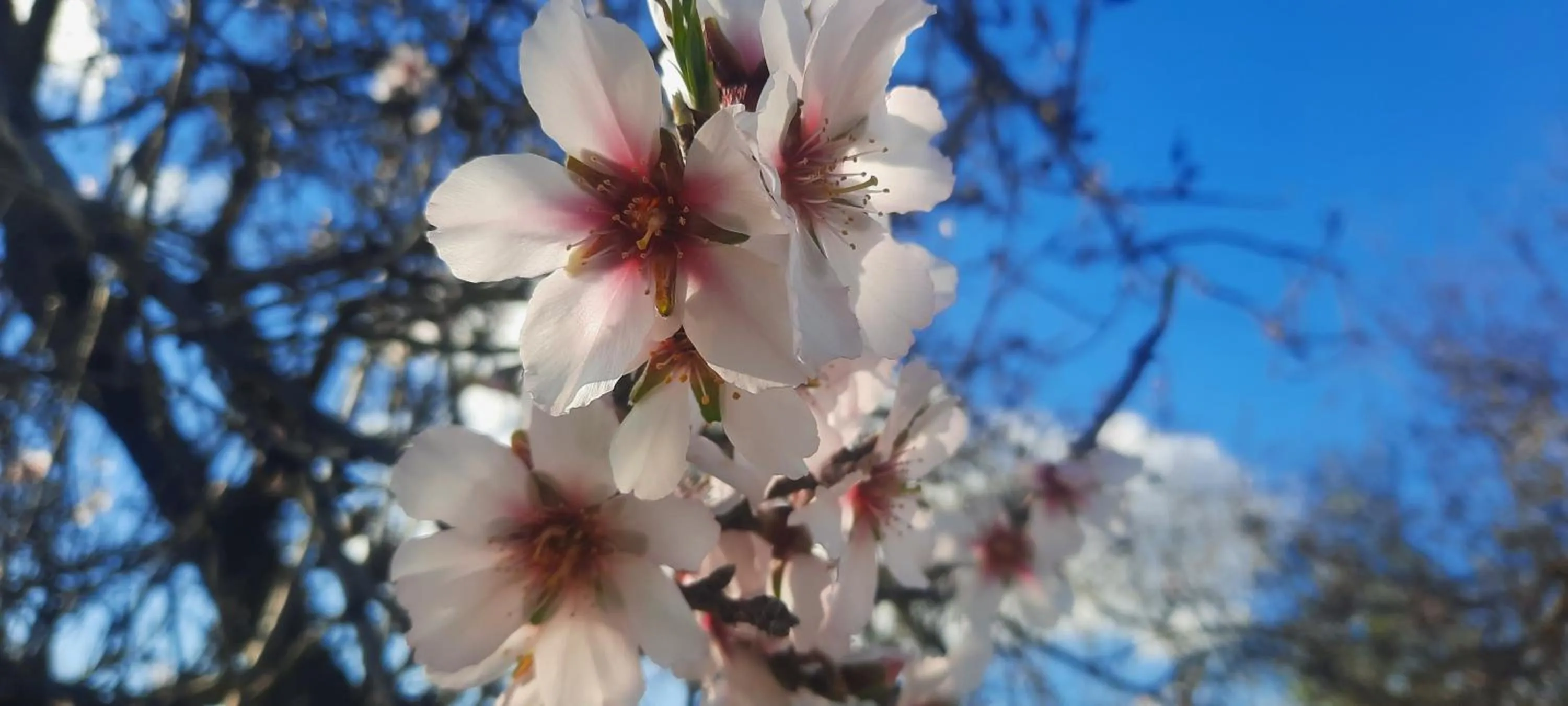 Spring in Finca Sueño de Vida