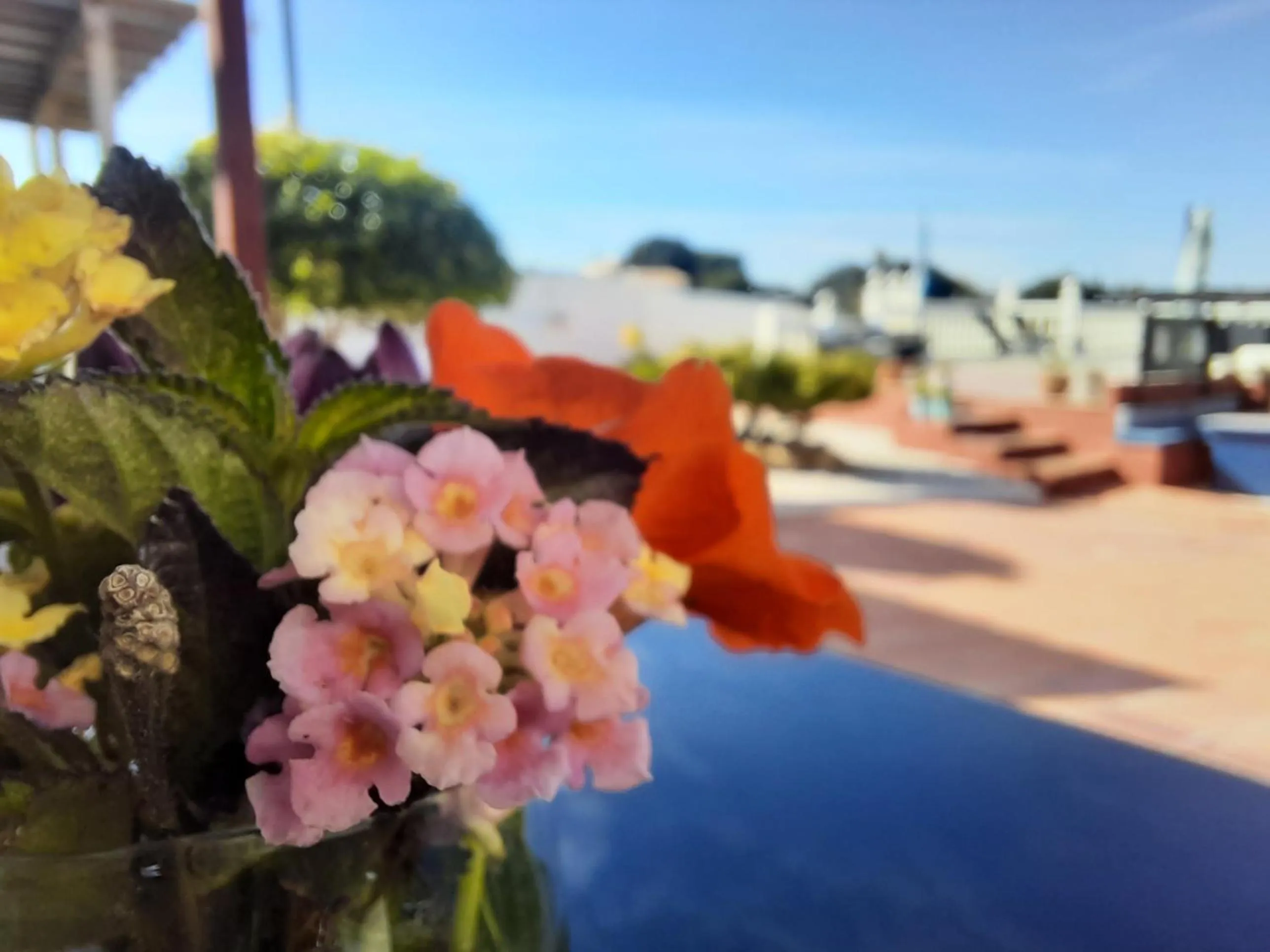 Garden in Finca Sueño de Vida