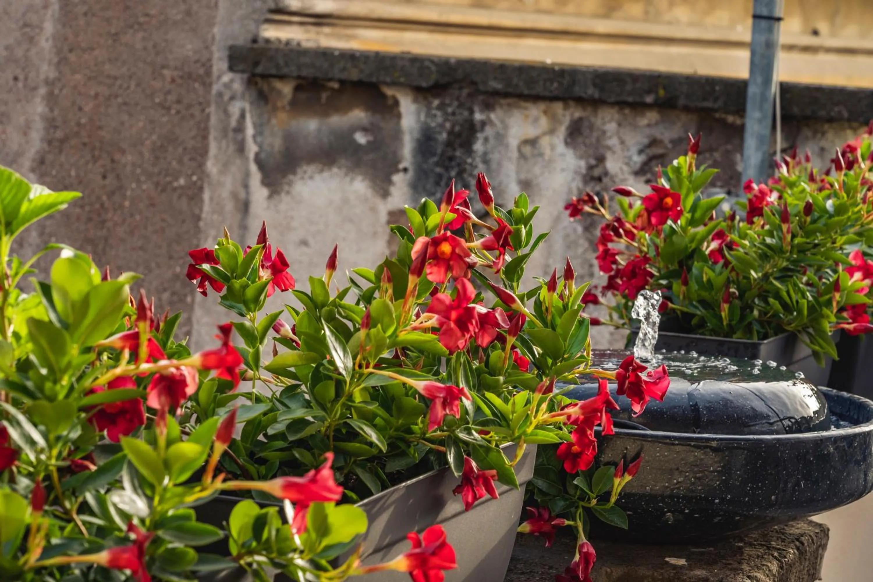 Garden in AG Spanish Steps Terrace