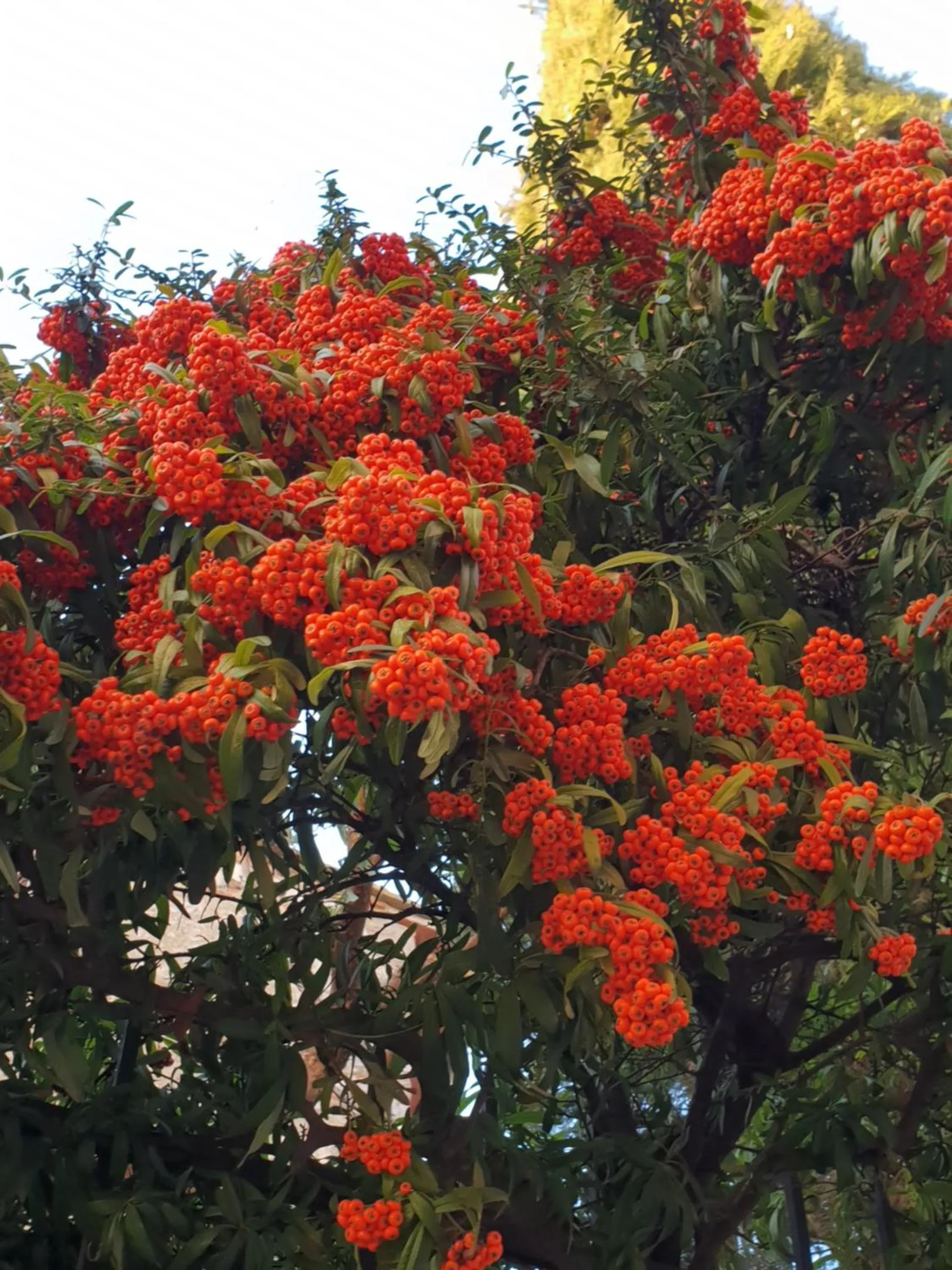 Garden in Hotel Panoramic Montepulciano