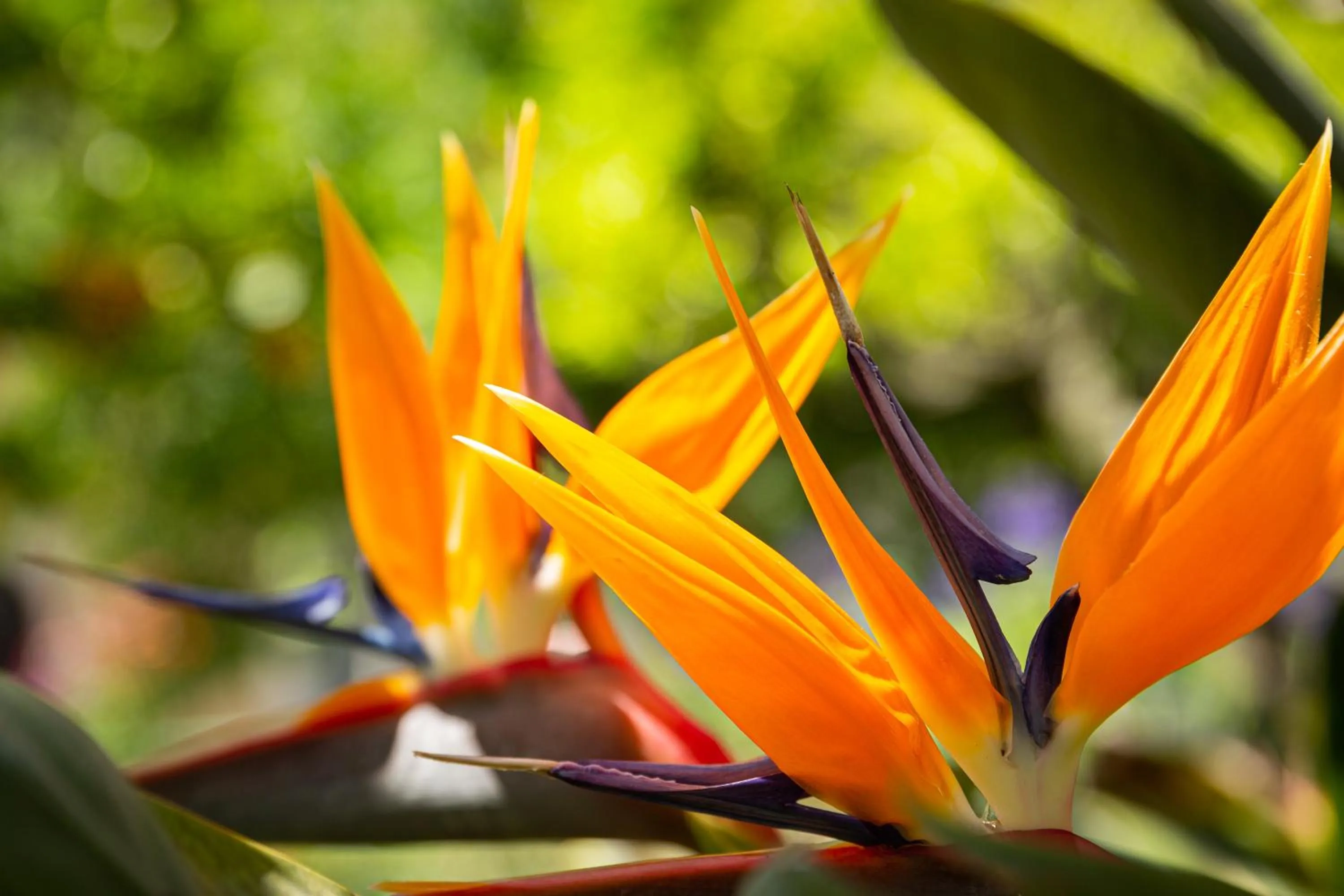 Garden in Hotel Villa Elisa & Spa